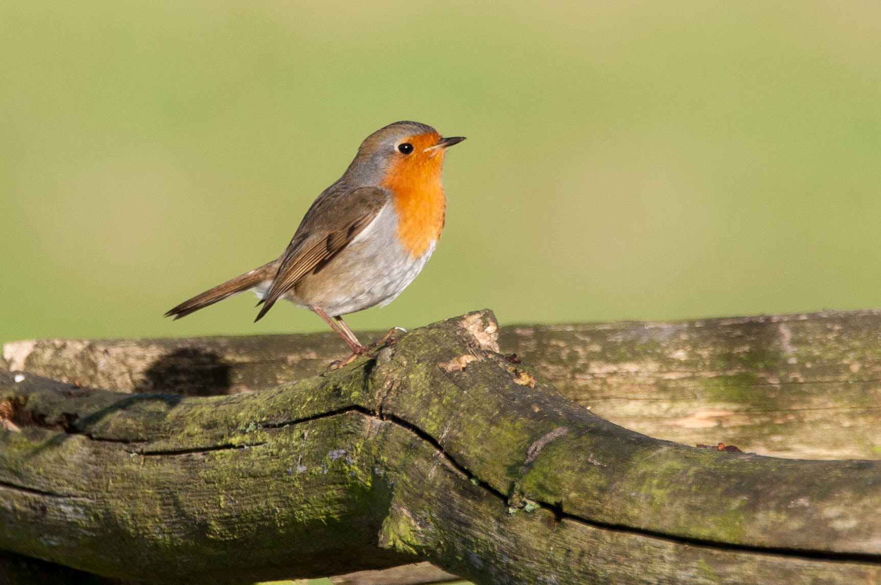 Sigma 150-600mm F5-6.3 DG OS HSM | C sample photo. Roodborstje photography
