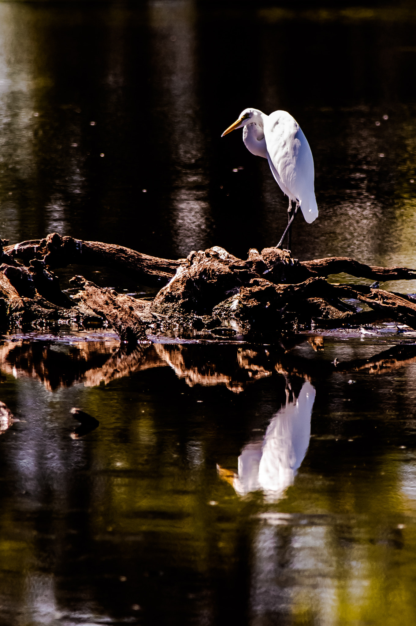 Nikon AF-S Nikkor 300mm F2.8G ED-IF VR sample photo. Great white egret photography