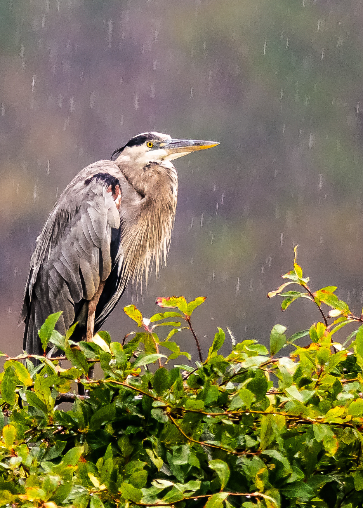 Nikon AF-S Nikkor 300mm F2.8G ED-IF VR sample photo. Great blue heron, bombay hook, delaware photography