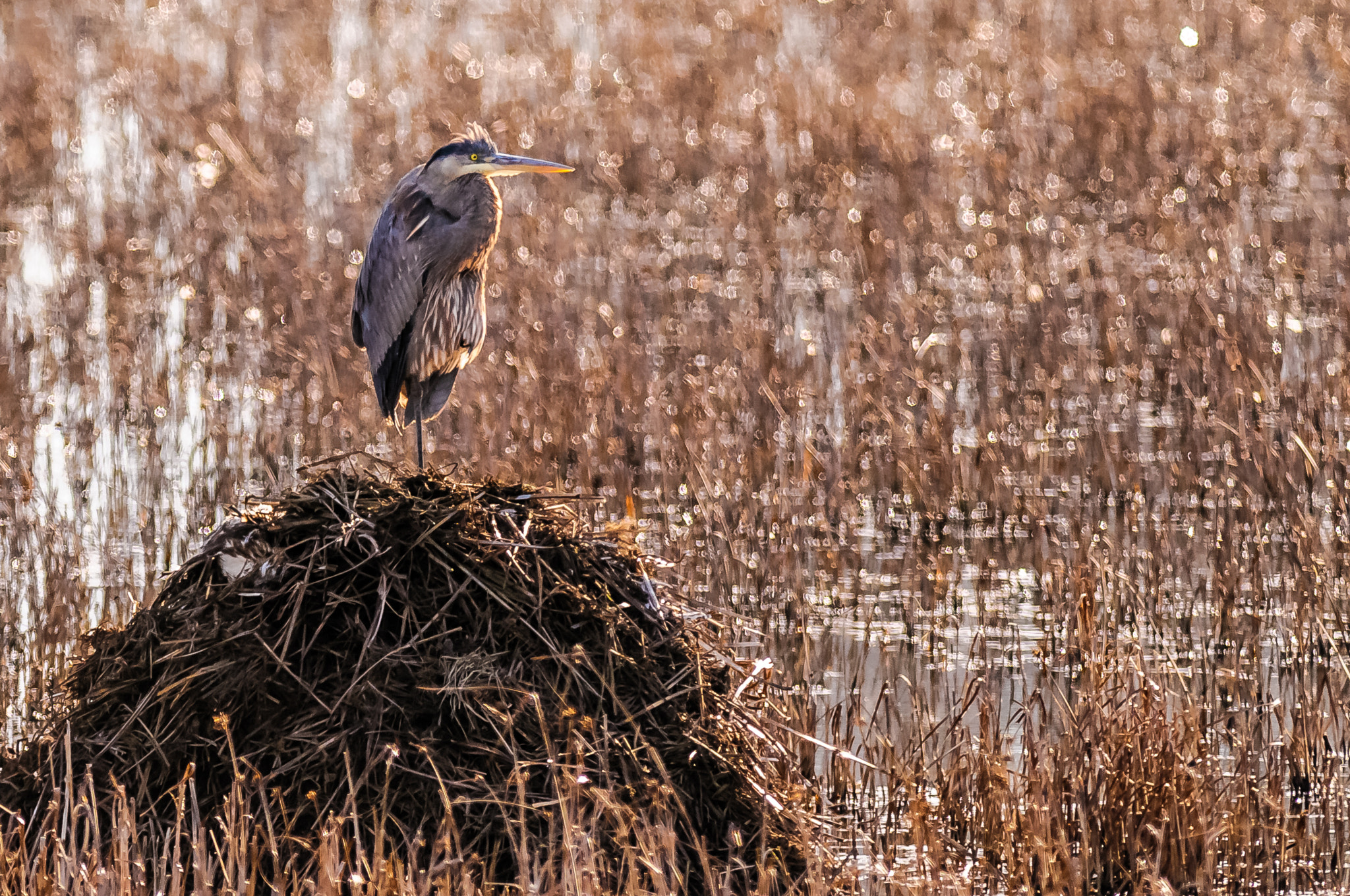 Nikon AF-S Nikkor 300mm F2.8G ED-IF VR sample photo. Blue heron at bombay hook photography