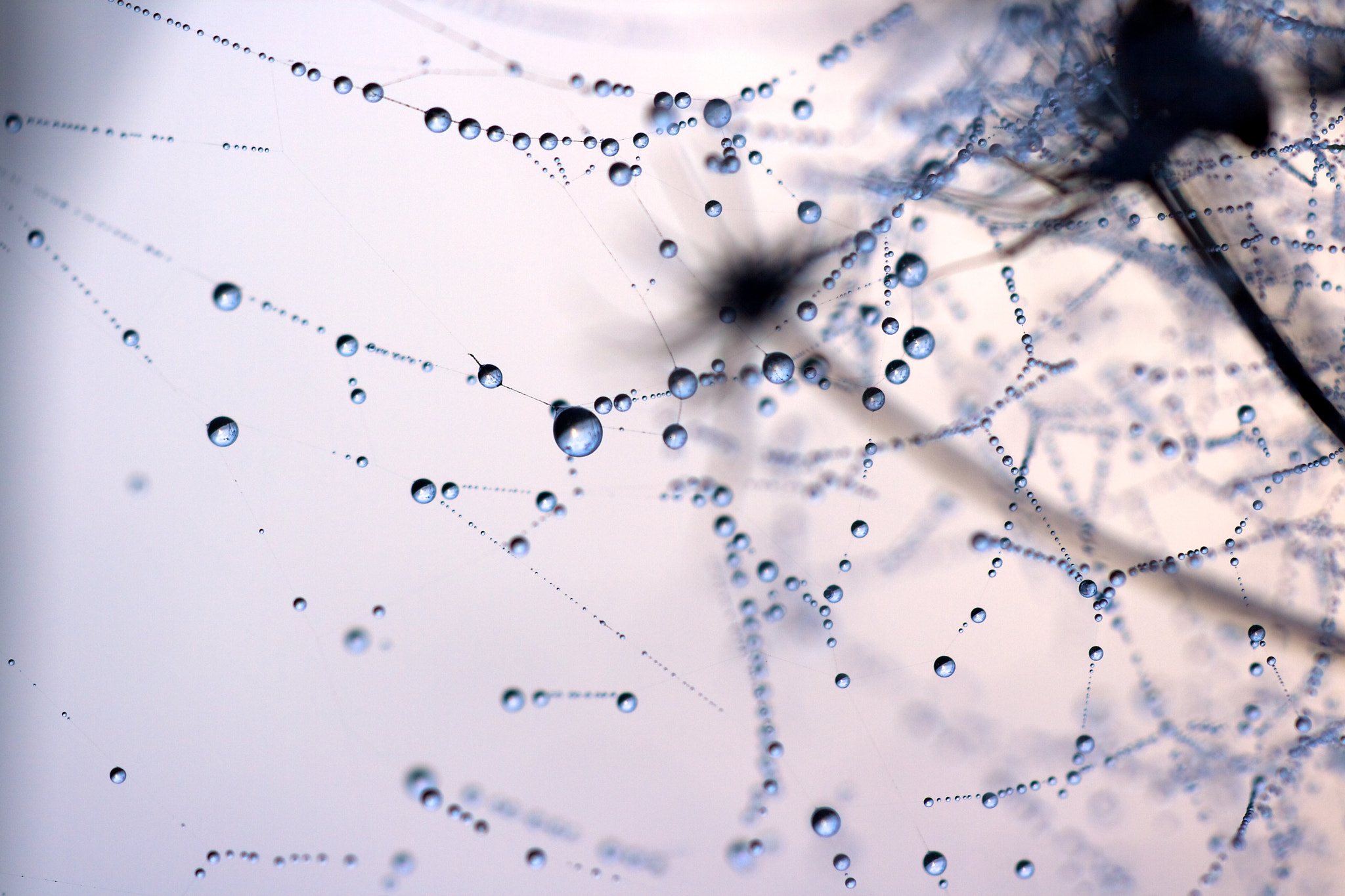 Canon EF 180mm F3.5L Macro USM sample photo. Happy new year everyone !!! photography