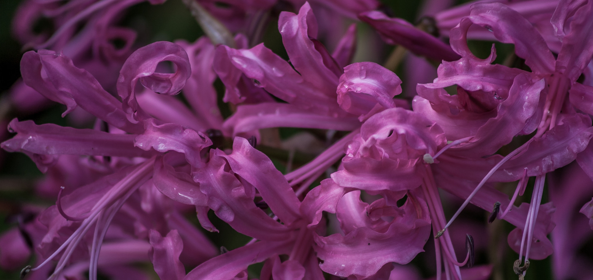 Canon EF 75-300mm f/4-5.6 USM sample photo. Writhing growth photography