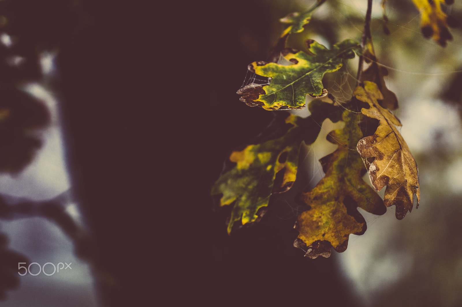 Nikon D3200 + Sigma 50mm F2.8 EX DG Macro sample photo. Leaves photography