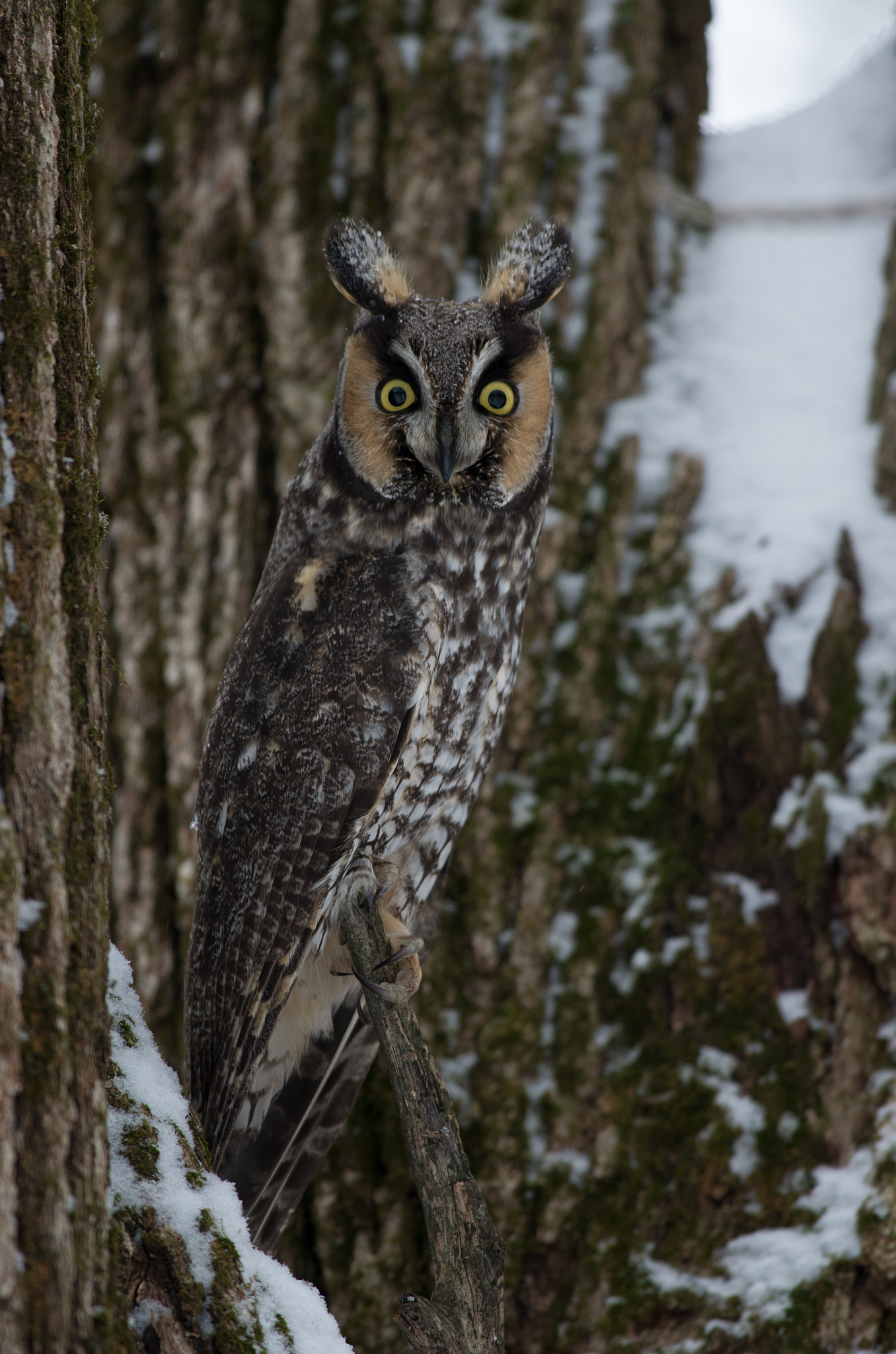 Pentax K-5 IIs + Pentax smc DA* 300mm F4.0 ED (IF) SDM sample photo. Hibou moyen-duc photography