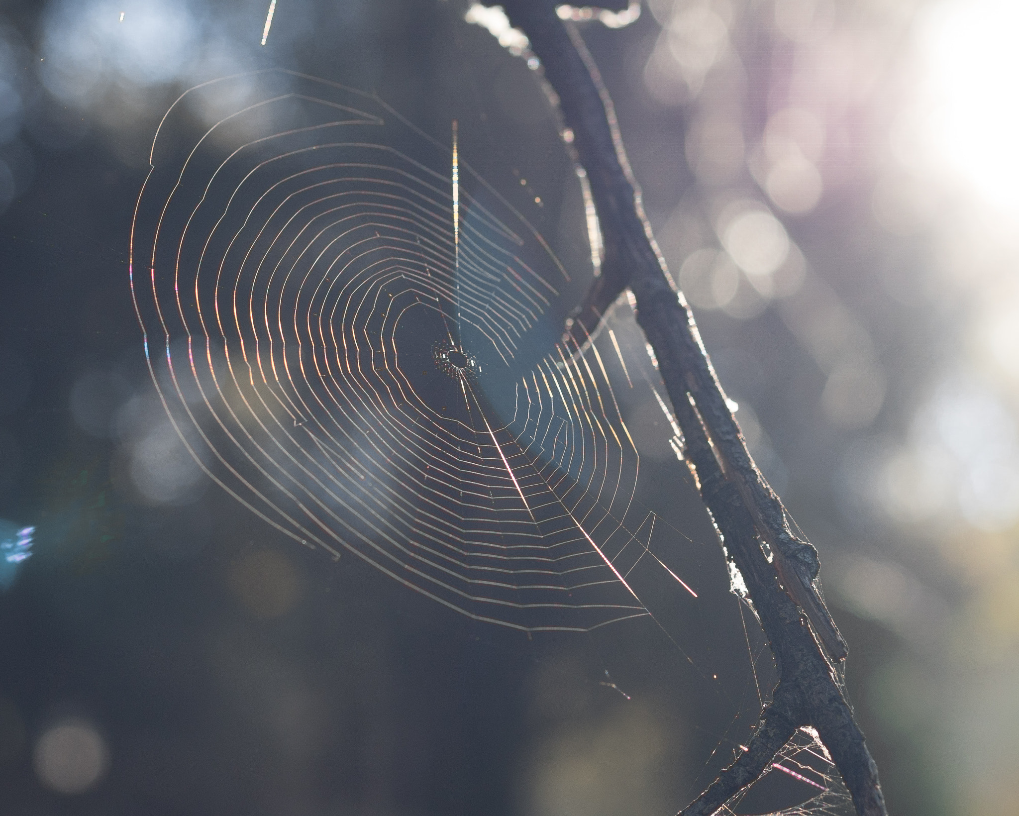 Sony 50mm F2.8 Macro sample photo. La luz atrapada photography