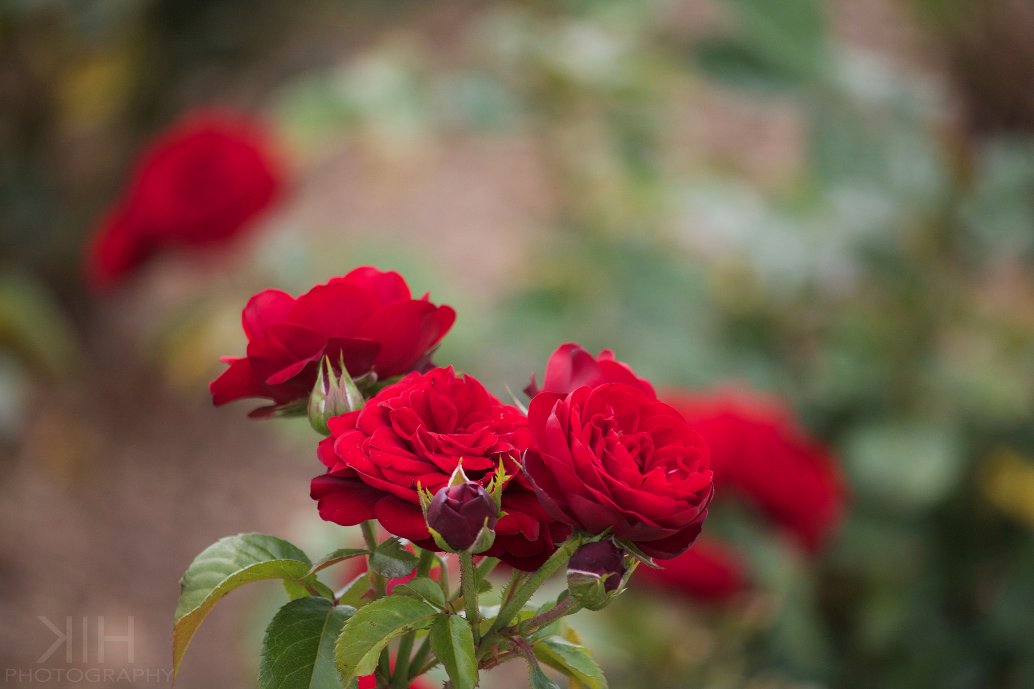 Canon EF-S 55-250mm F4-5.6 IS STM sample photo. Red photography