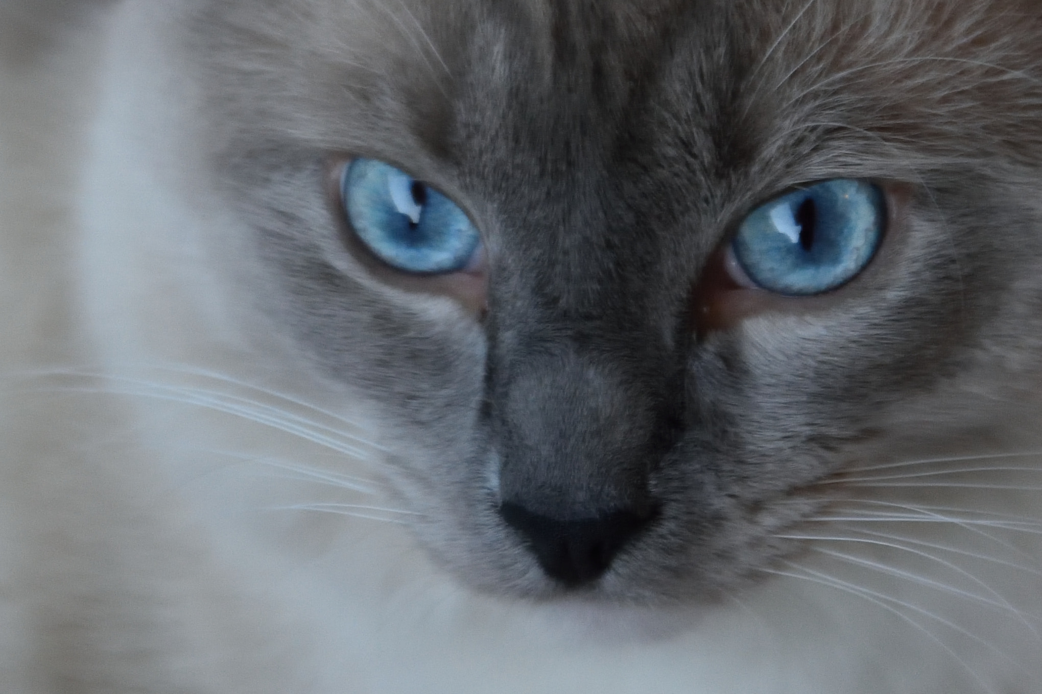 Sigma 17-70mm F2.8-4 DC Macro OS HSM | C sample photo. Blue eyes photography