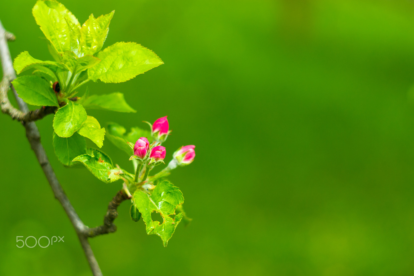 Canon EF 35-80mm f/4-5.6 sample photo. Apple blossoms in spring as background photography