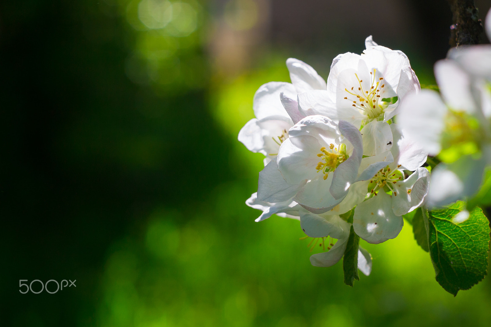 Canon EF 35-80mm f/4-5.6 sample photo. Apple blossoms in spring as background photography