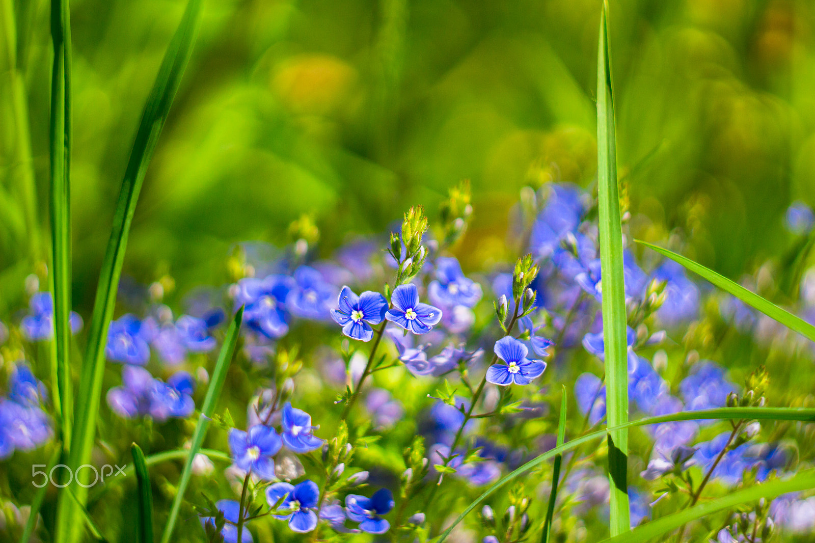Canon EF 35-80mm f/4-5.6 sample photo. Beautiful wild violets in forest close up photography