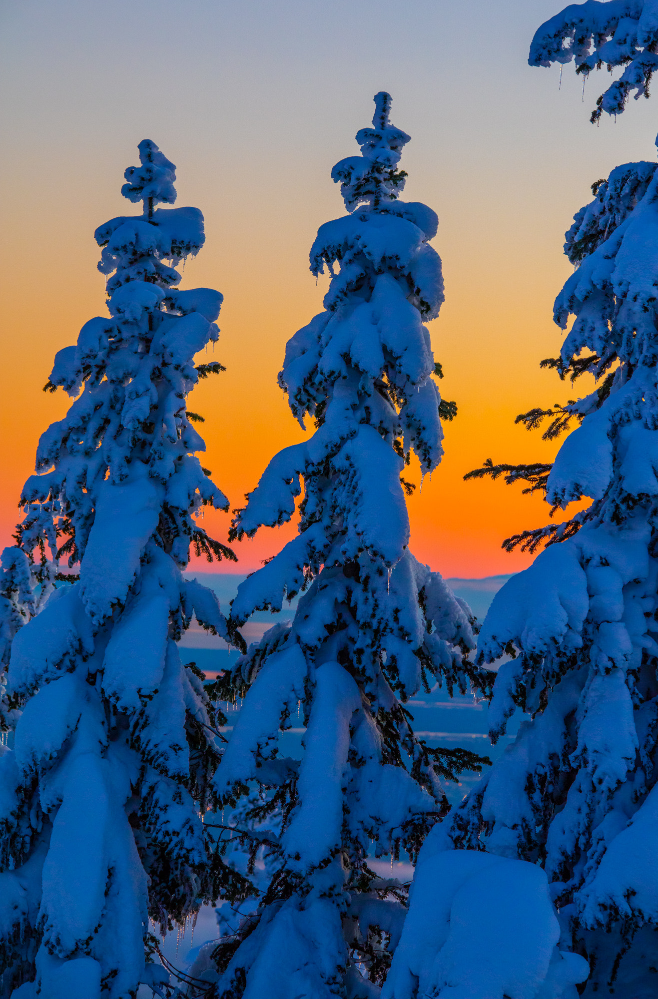 Sigma 150-500mm F5-6.3 DG OS HSM sample photo. Winter sunset trees at the mountain 2 photography