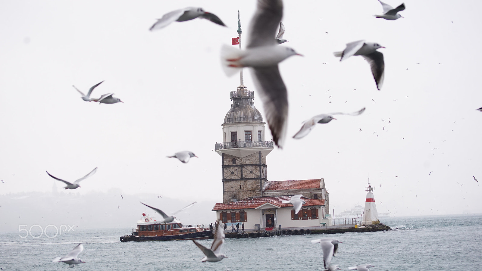 Sony 75-300mm F4.5-5.6 sample photo. Seagulls photography