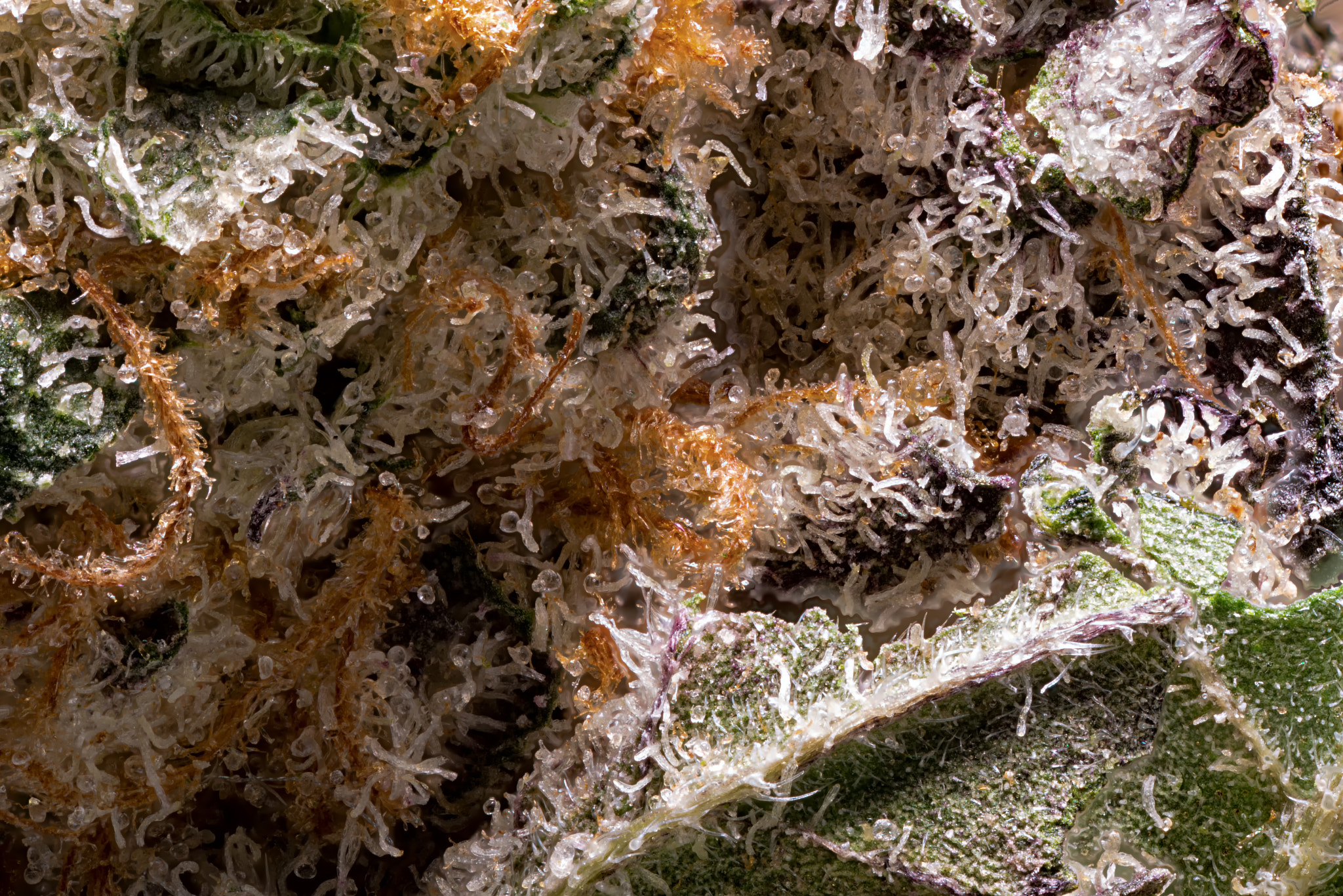 Canon MP-E 65mm F2.5 1-5x Macro Photo sample photo. What cannabis looks like. photography