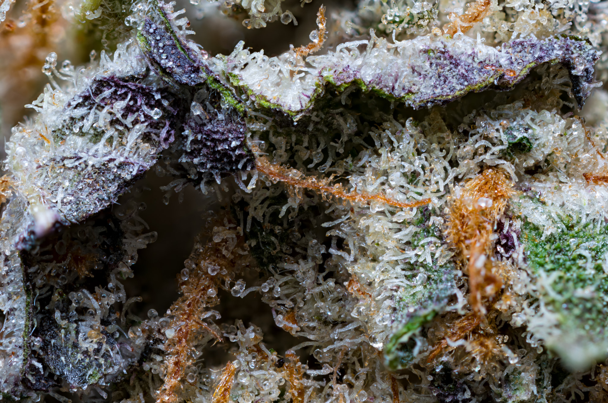 Canon MP-E 65mm F2.5 1-5x Macro Photo sample photo. What cannabis looks like. photography