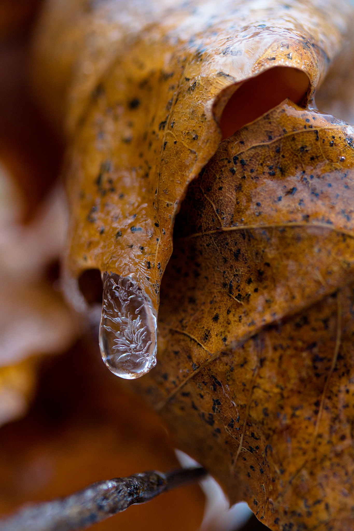 Canon EF-S 60mm F2.8 Macro USM sample photo. Frozen droplet photography