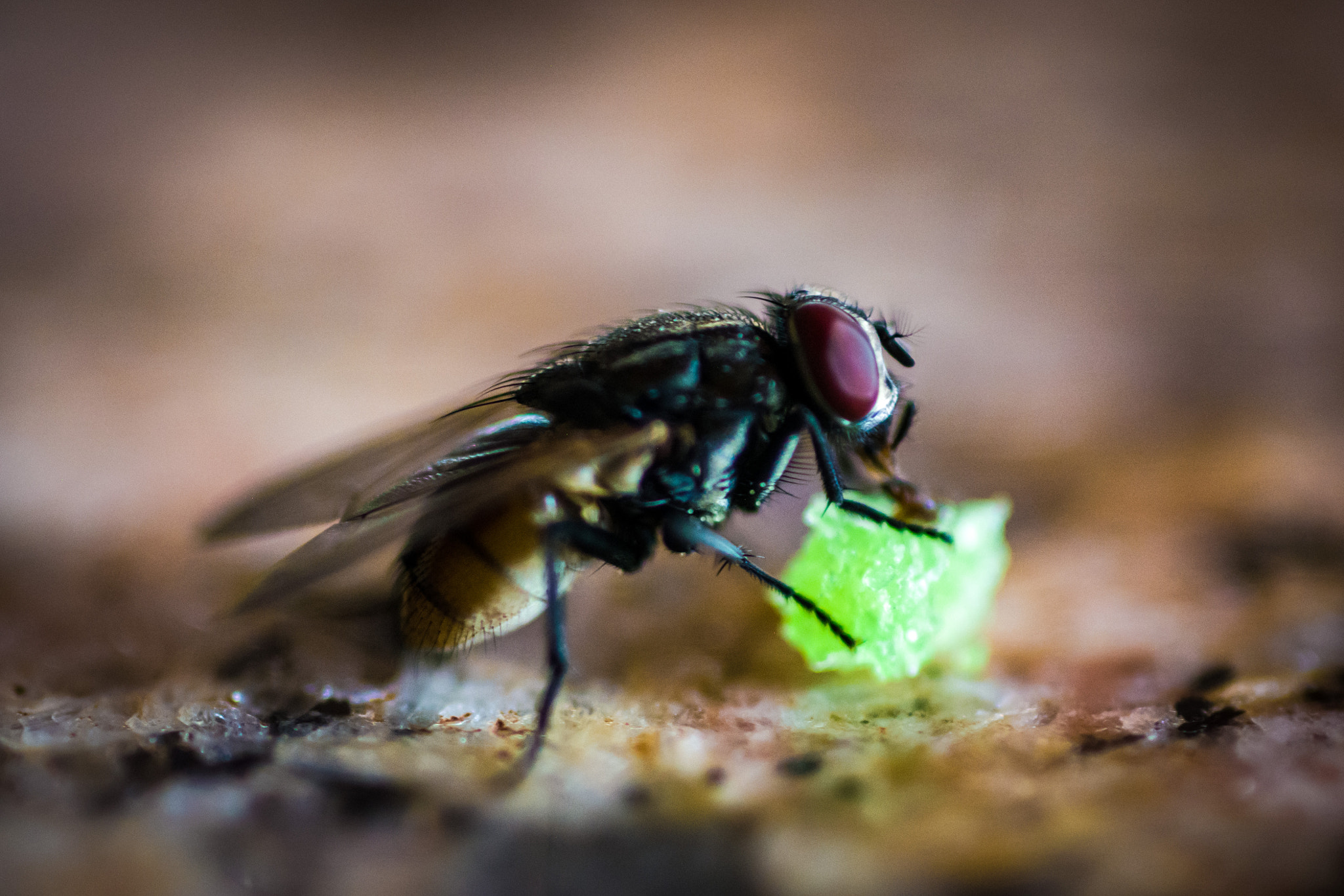 Nikon D5200 + AF Micro-Nikkor 60mm f/2.8 sample photo. Fly eating a piece of cake photography
