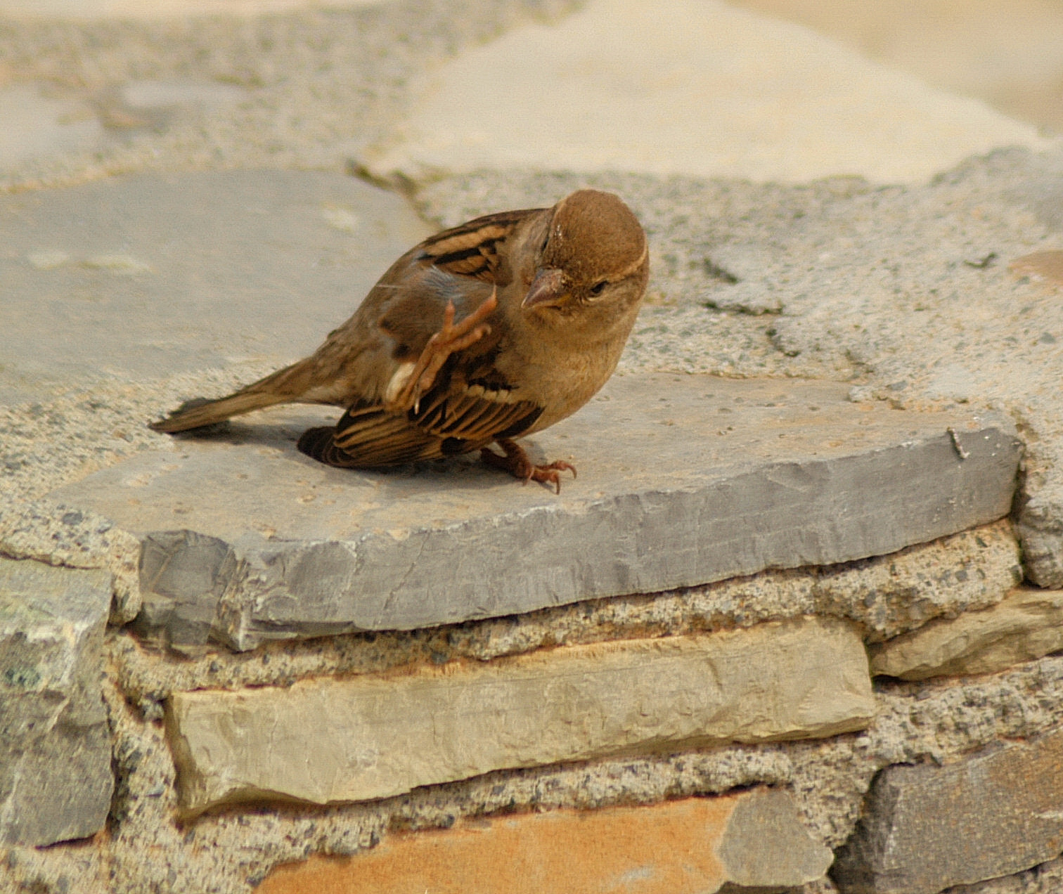 Nikon D100 sample photo. Sparrow photography