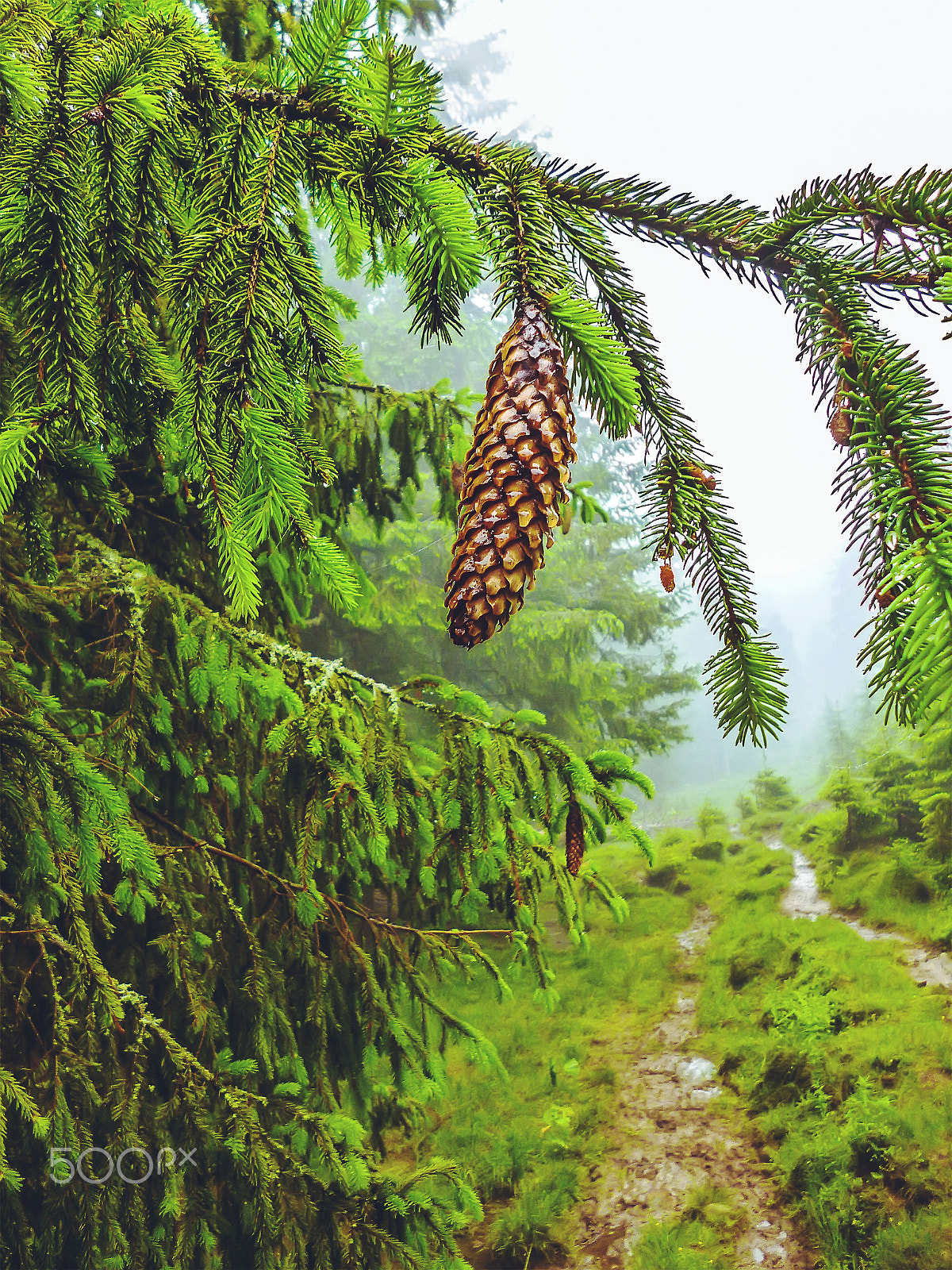 Panasonic DMC-FH5 sample photo. Cone on pine tree branch in heavy fog close-up photography