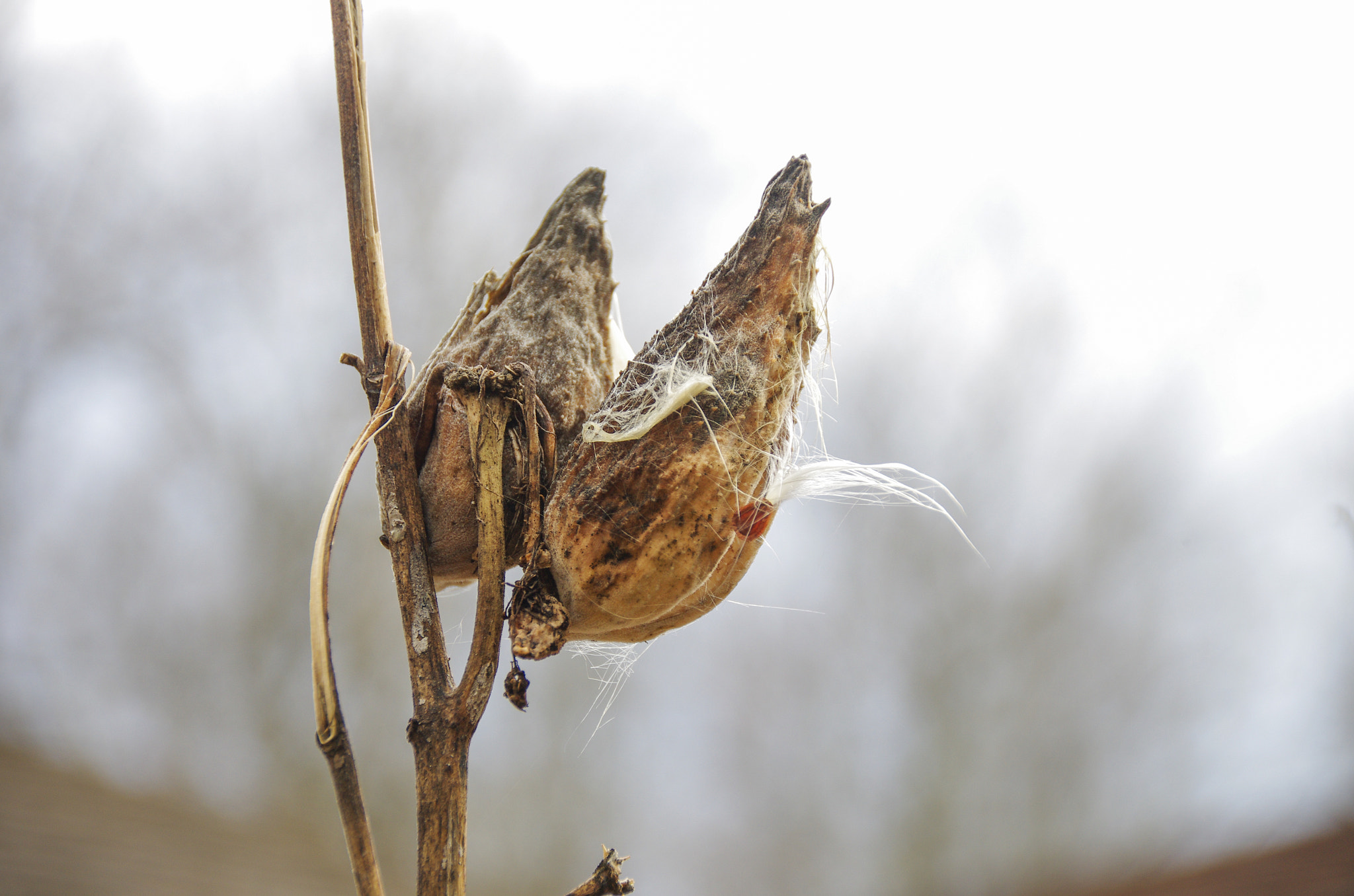 Sigma 18-200mm F3.5-6.3 II DC OS HSM sample photo. Buds of winter photography