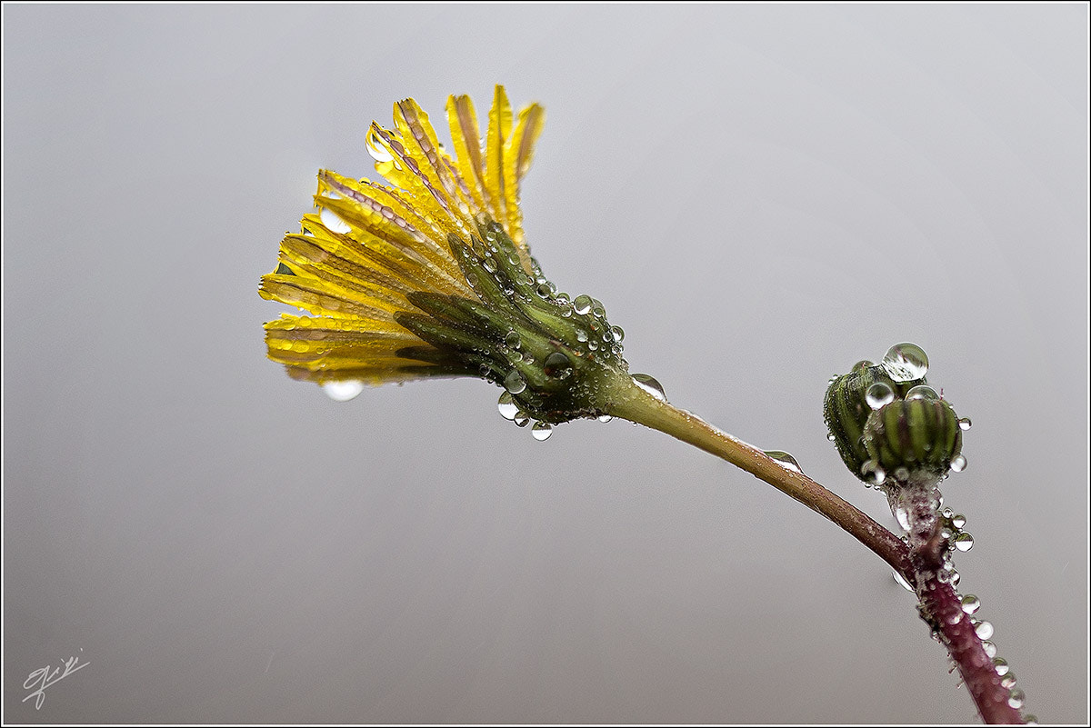Sigma 150mm F2.8 EX DG OS Macro HSM sample photo. Tarassacco photography