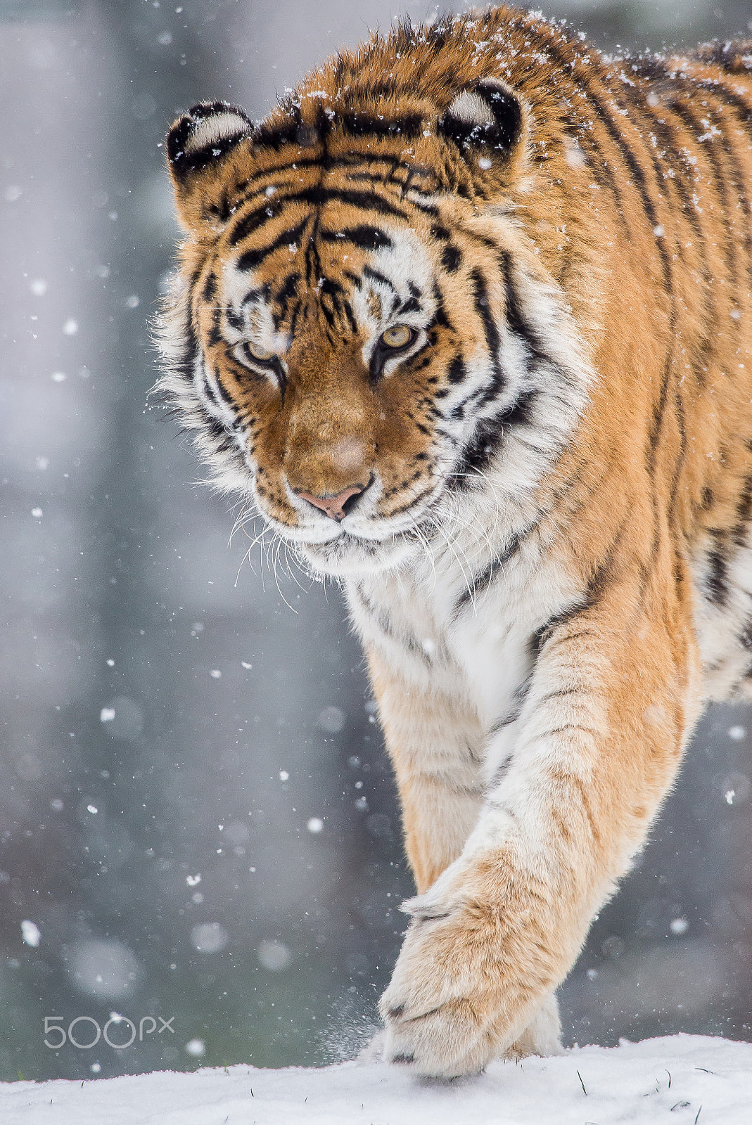 Nikon AF-S Nikkor 600mm F4D ED-IF II sample photo. Big cat photography