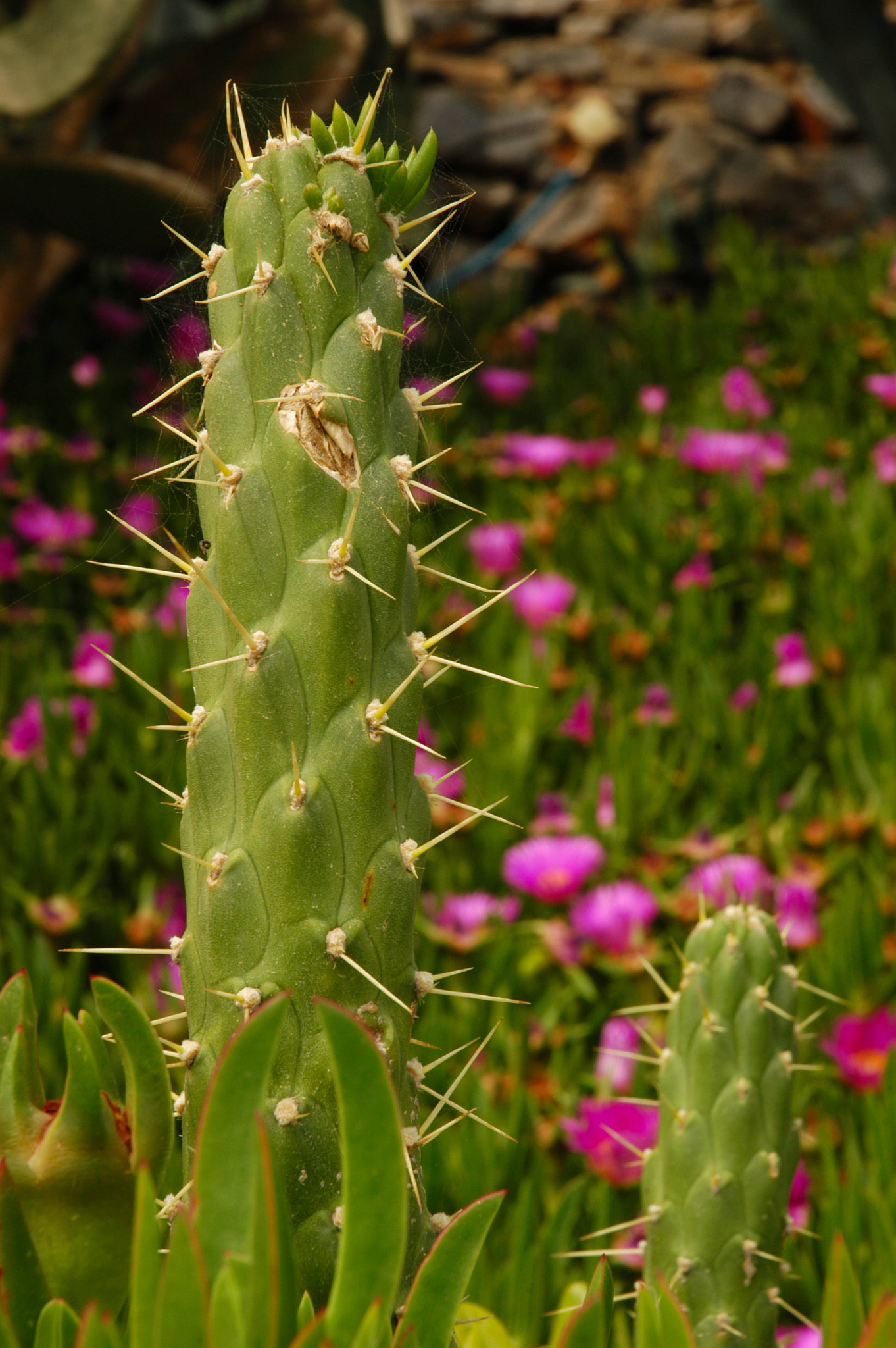 Nikon D100 sample photo. Cactus photography