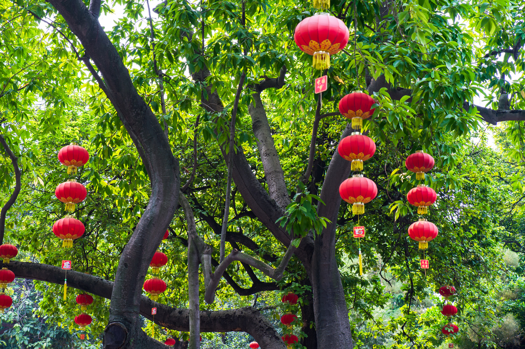 Nikon Df sample photo. Chinese lantern photography