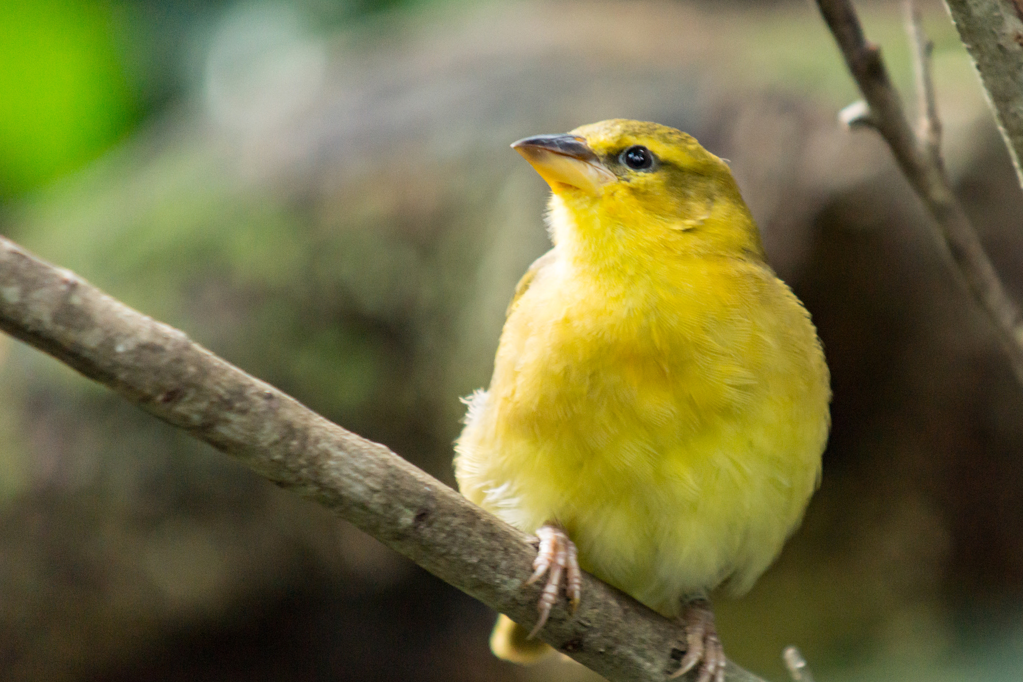 Minolta AF 100-300mm F4.5-5.6 APO [New] sample photo. Golden weaver on a branch photography