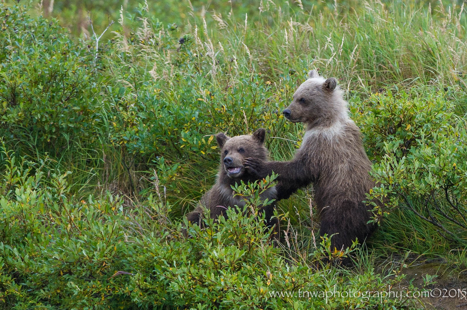 Nikon D3S + Nikon AF-S Nikkor 500mm F4G ED VR sample photo. Playful interactions photography
