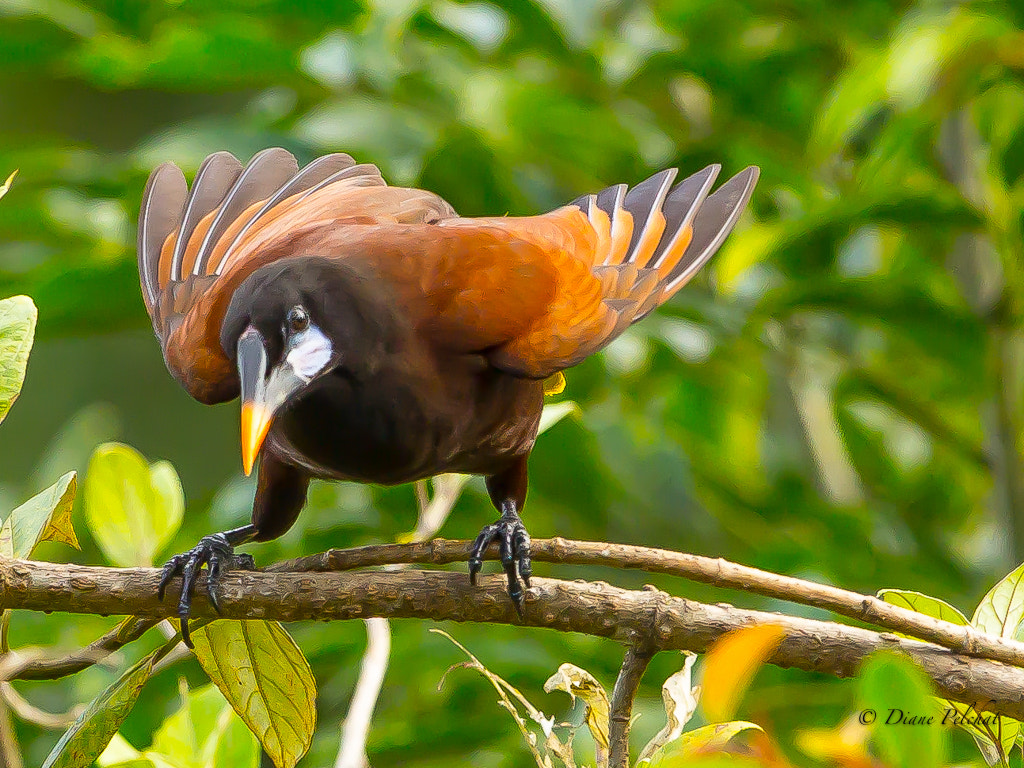 Canon EF 300mm F2.8L IS II USM sample photo. Montezuma oropendola photography