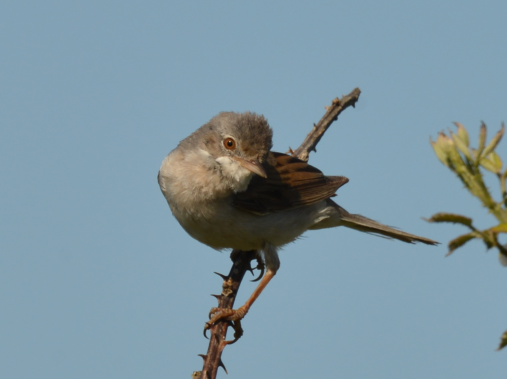 Nikon D800 + Nikon AF-S Nikkor 600mm F4G ED VR sample photo. Whitethroat photography