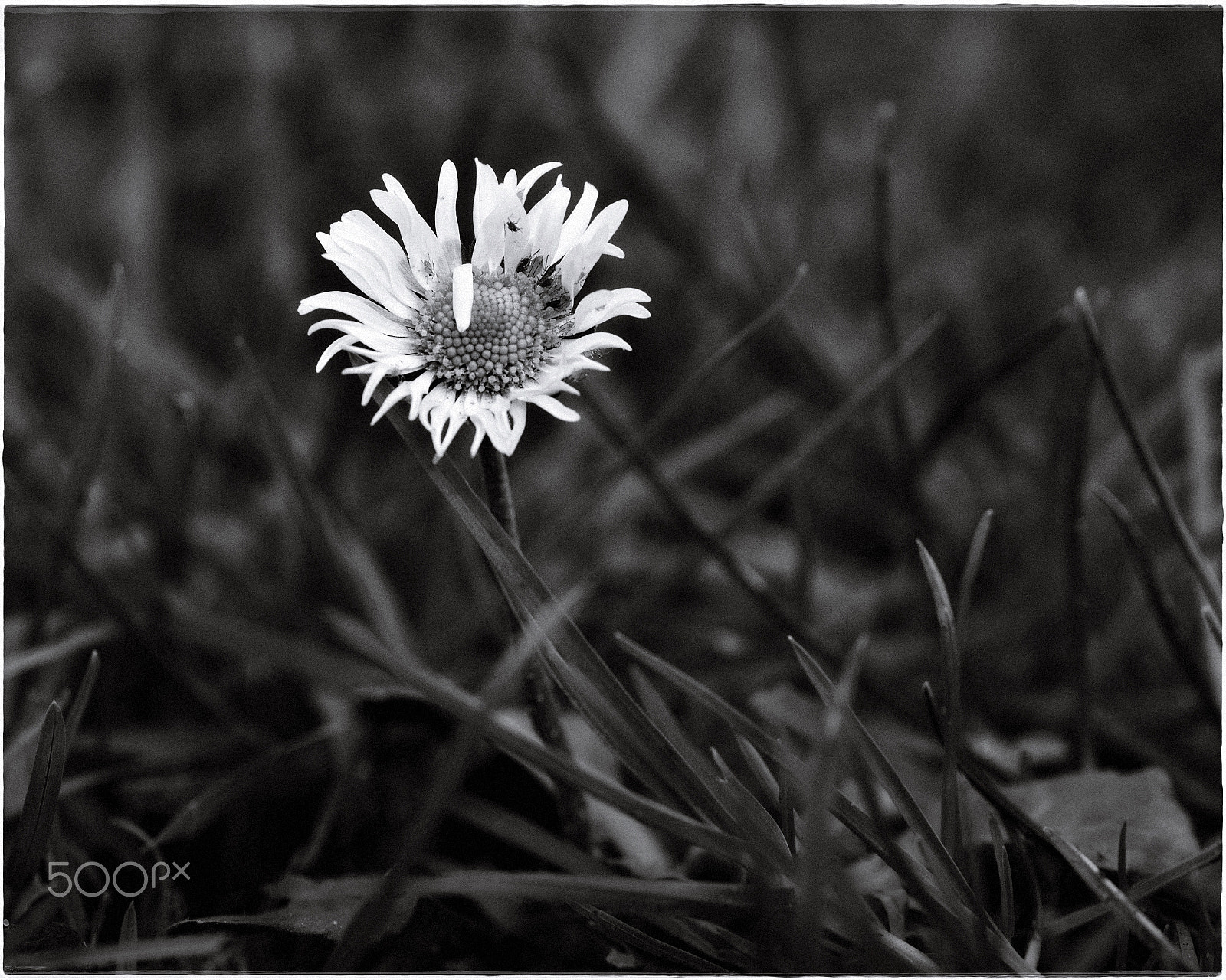Nikon D5500 + 105mm F2.8 sample photo. Alone photography