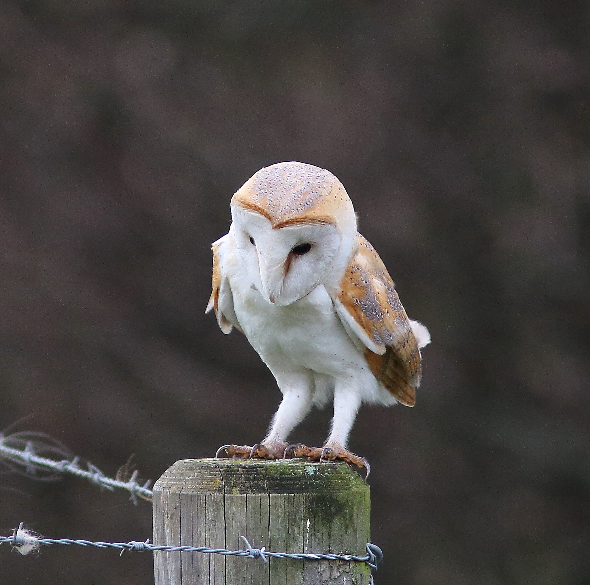 Canon EF 300mm F4L IS USM sample photo. Barn owl photography