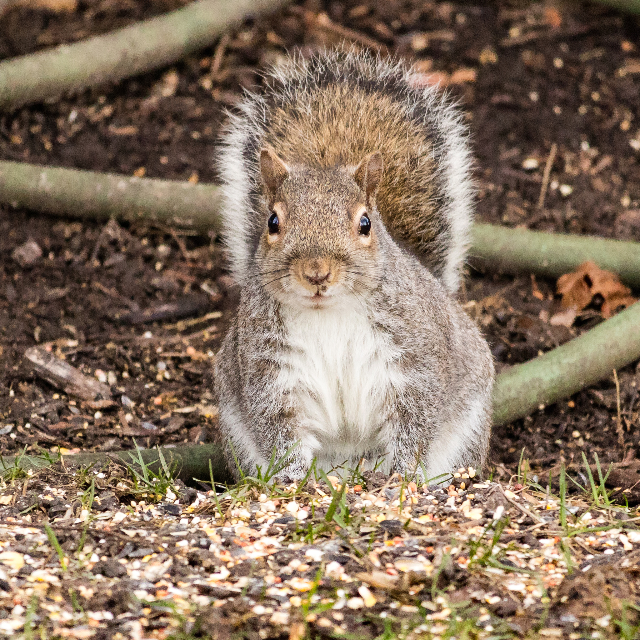 Canon EOS M3 + Canon EF-S 55-250mm F4-5.6 IS STM sample photo. Squirrel's buffet photography