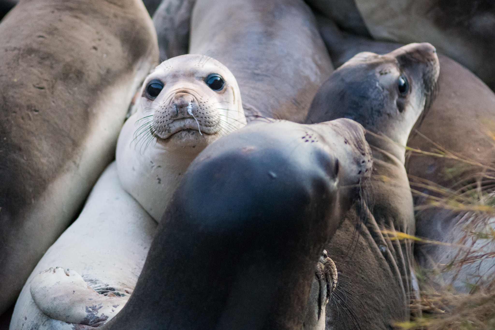 Nikon D800E + Nikon AF Nikkor 180mm F2.8D ED-IF sample photo. Seal has a running nose :) photography