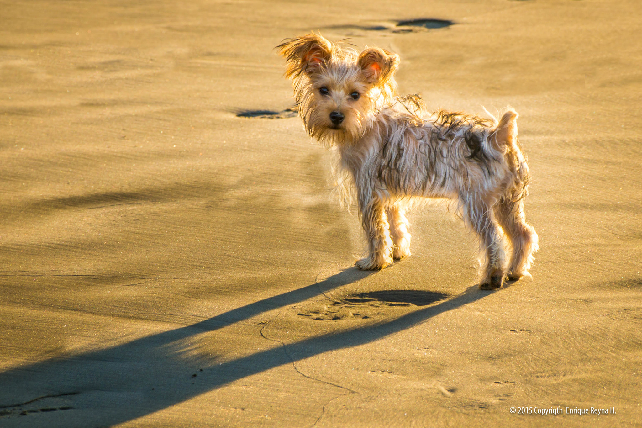 Sony DT 18-250mm F3.5-6.3 sample photo. The dog in acapulco photography