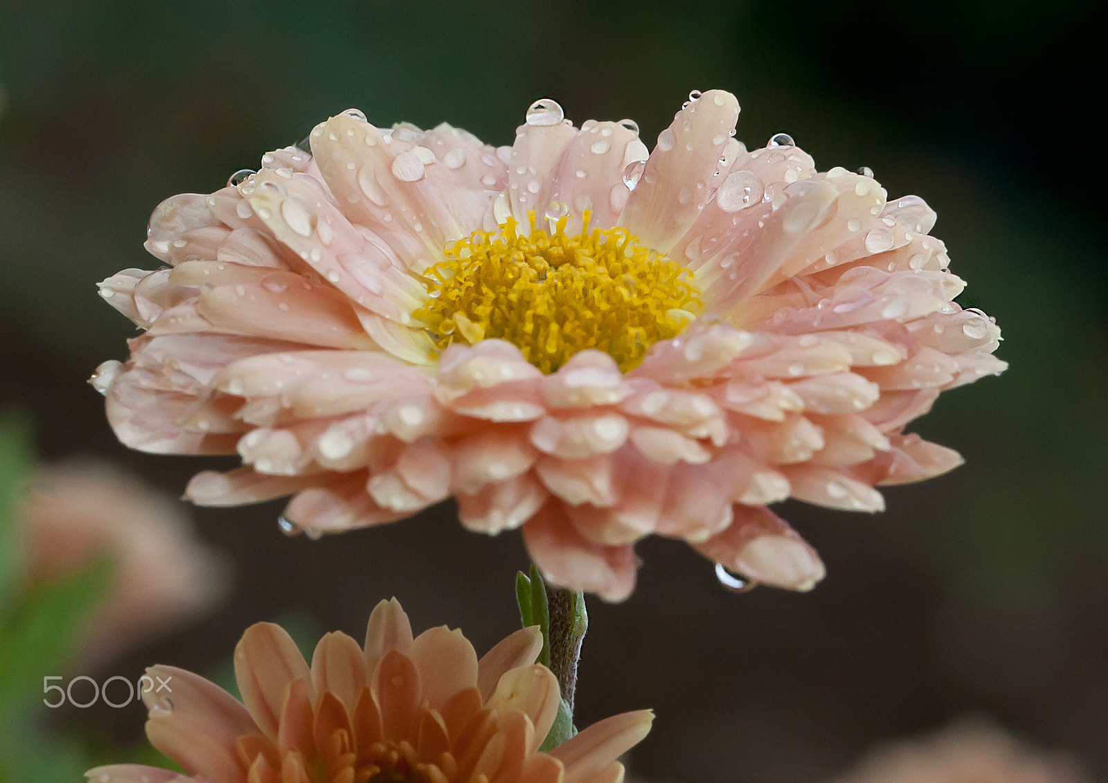 Canon EOS 450D (EOS Rebel XSi / EOS Kiss X2) + Canon EF 100mm F2.8L Macro IS USM sample photo. Orange flower photography