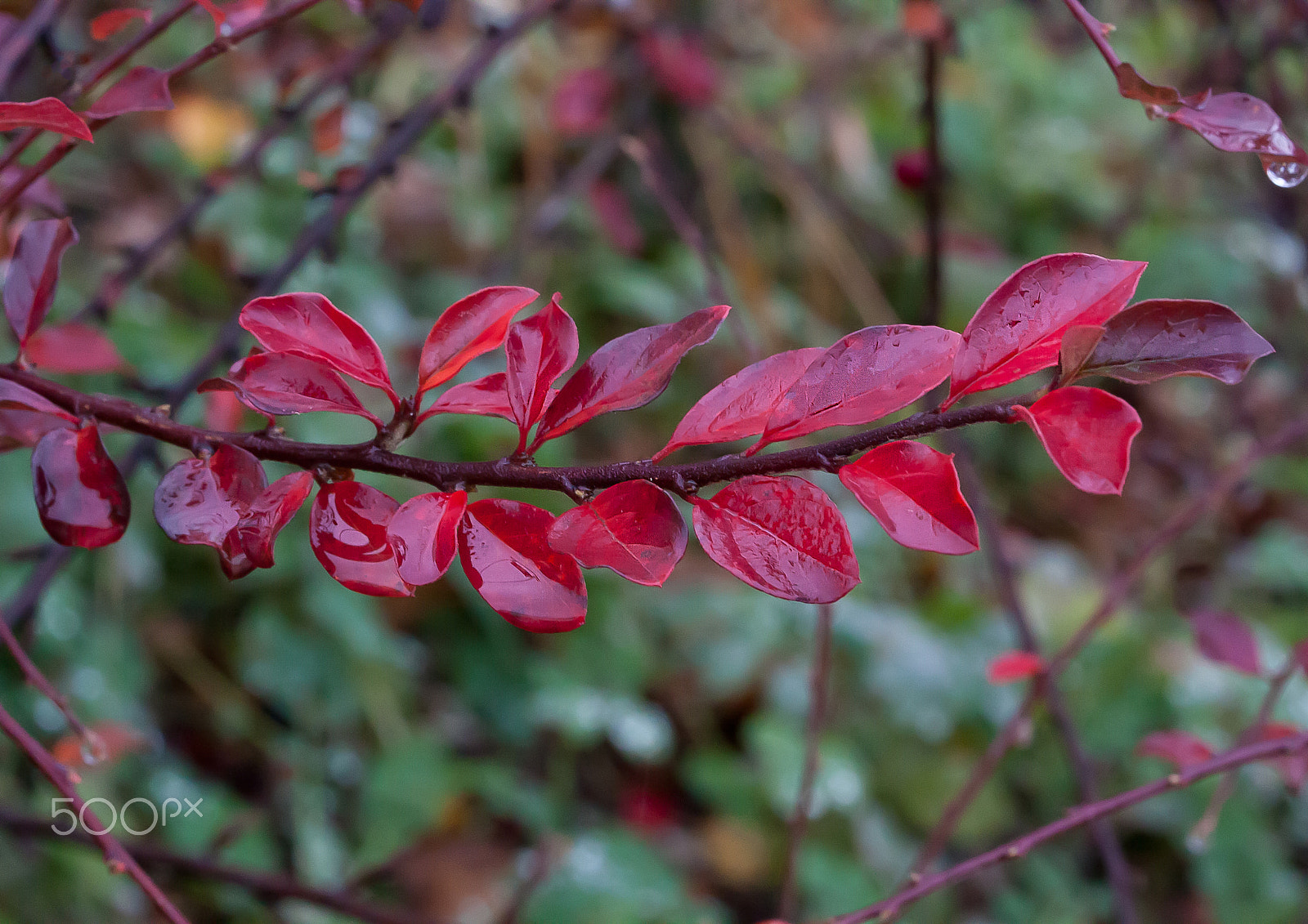 Canon EOS 450D (EOS Rebel XSi / EOS Kiss X2) + Canon EF 100mm F2.8L Macro IS USM sample photo. Red leaves photography