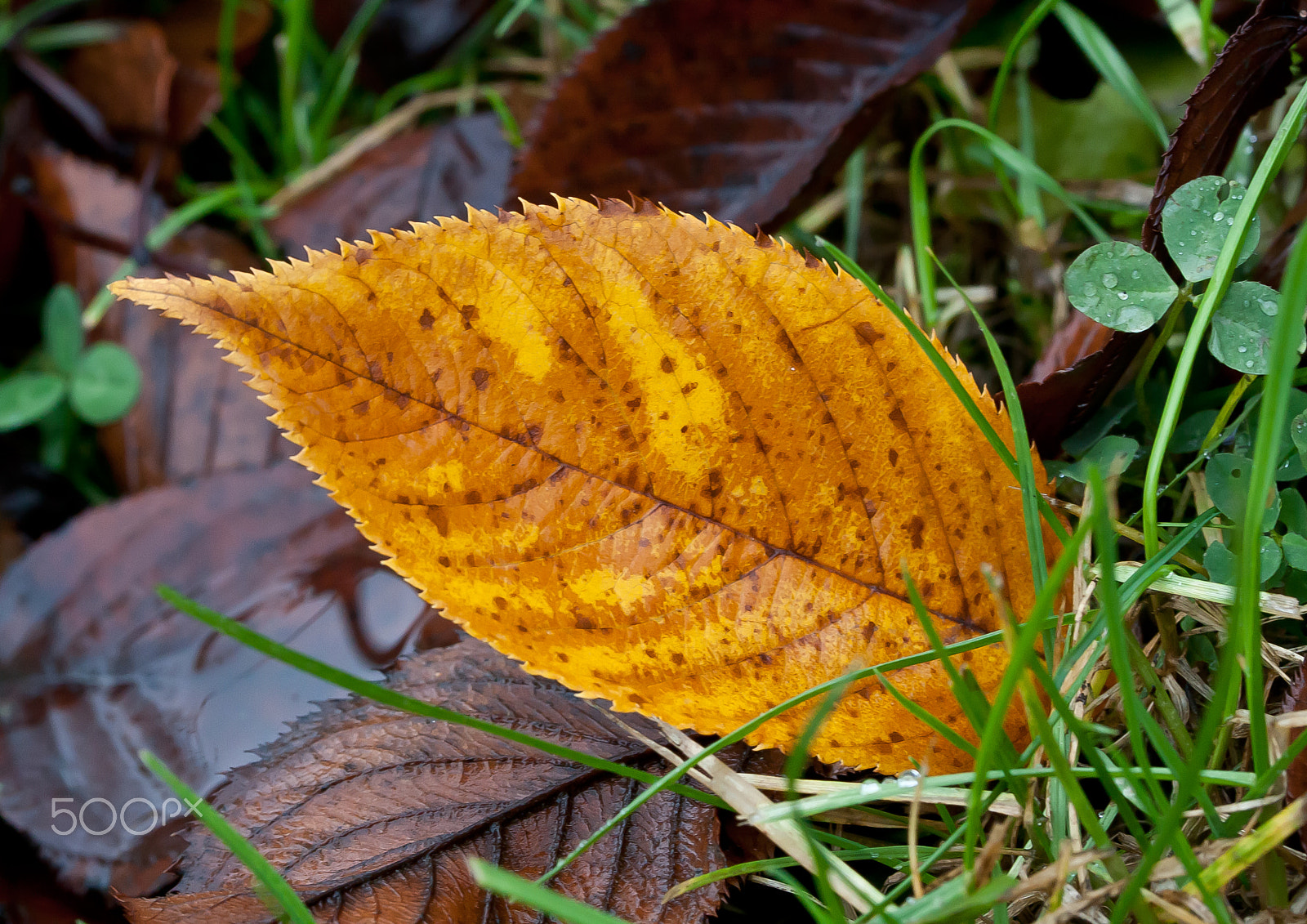 Canon EOS 450D (EOS Rebel XSi / EOS Kiss X2) + Canon EF 100mm F2.8L Macro IS USM sample photo. Autumn leaf photography