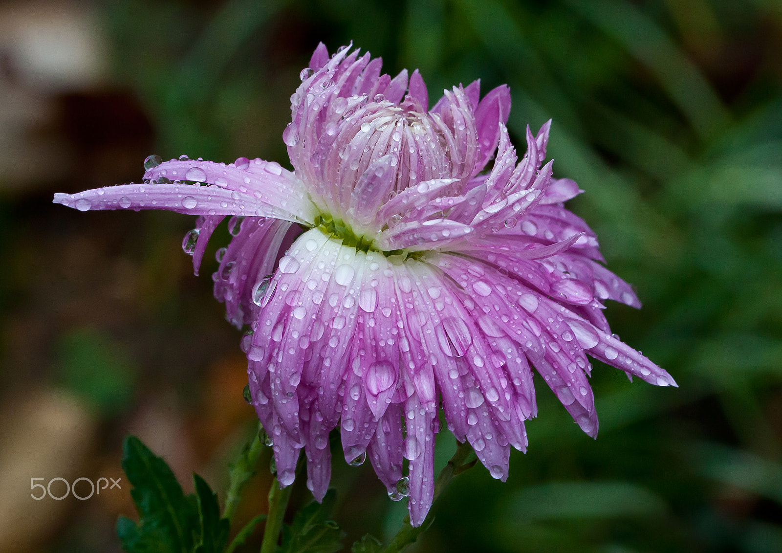 Canon EOS 450D (EOS Rebel XSi / EOS Kiss X2) + Canon EF 100mm F2.8L Macro IS USM sample photo. Flower with drops photography