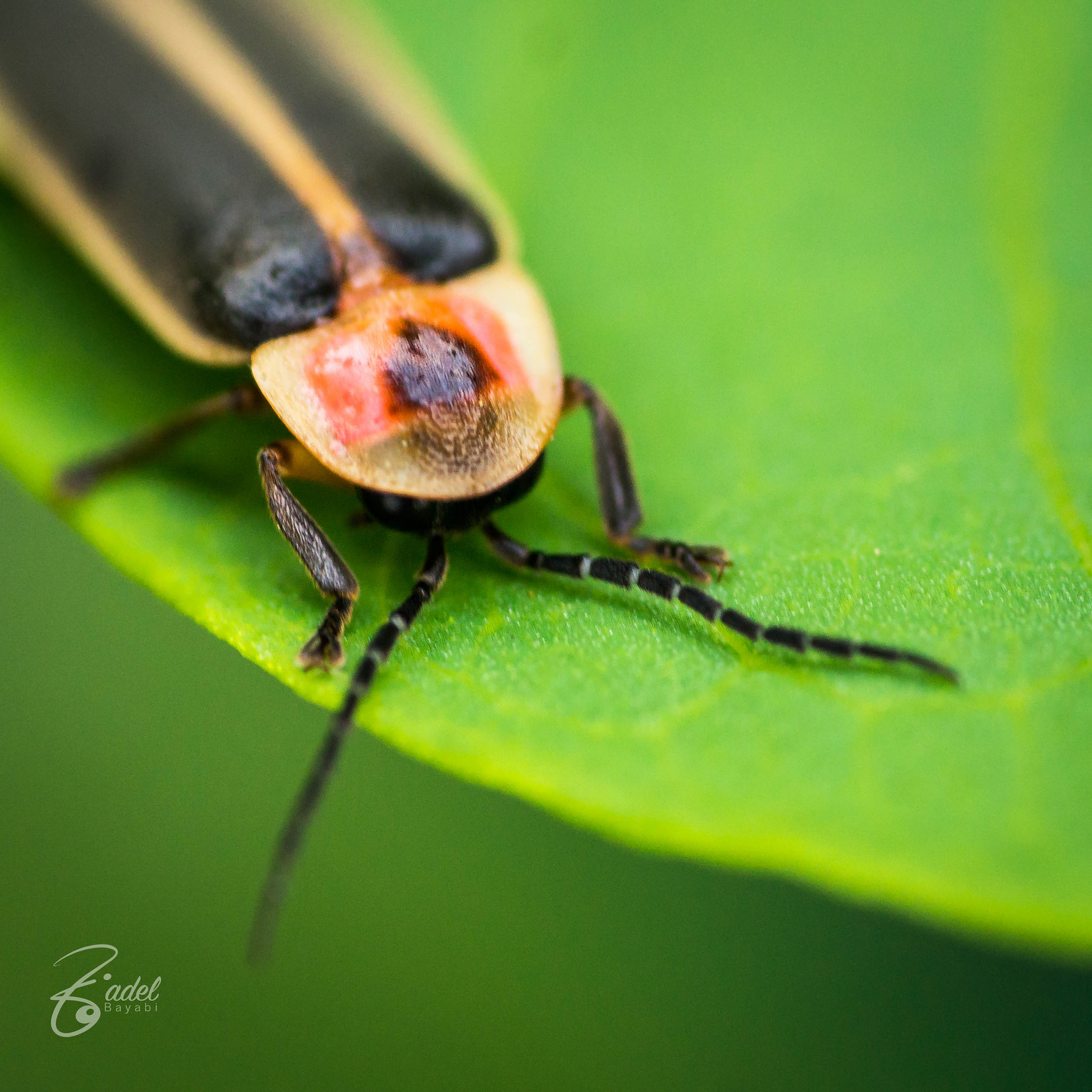 90mm F2.8 Macro G OSS sample photo. Firebug in my backyard. photography