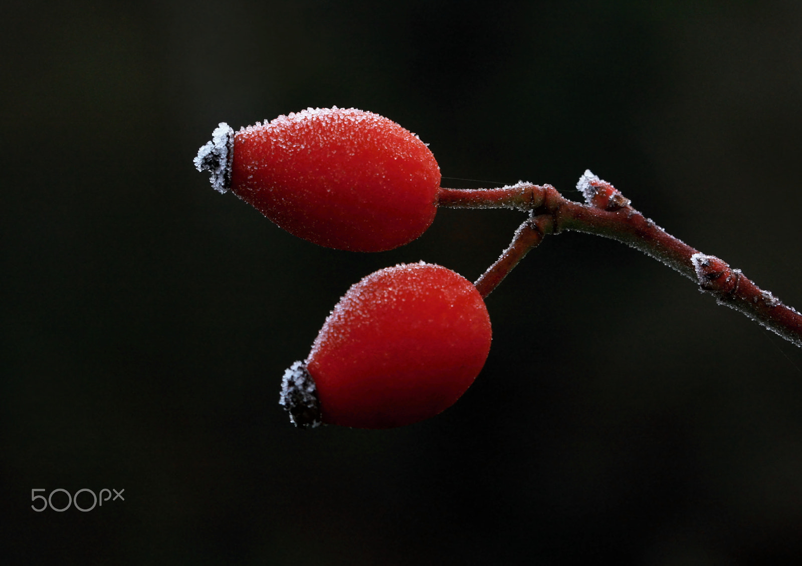 Canon EOS 450D (EOS Rebel XSi / EOS Kiss X2) + Canon EF 100mm F2.8L Macro IS USM sample photo. Rosehips photography