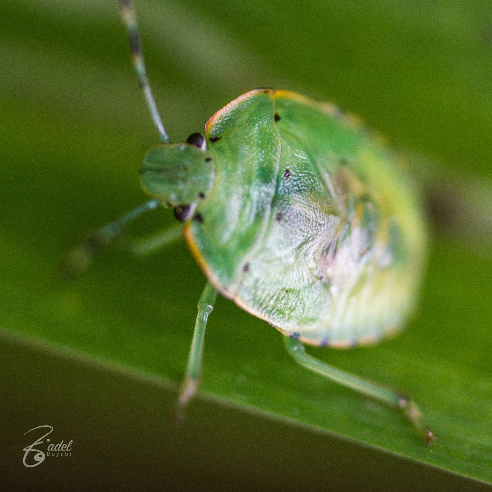 Sony Alpha NEX-5T + 90mm F2.8 Macro G OSS sample photo. Bug in my backyard-macro photography