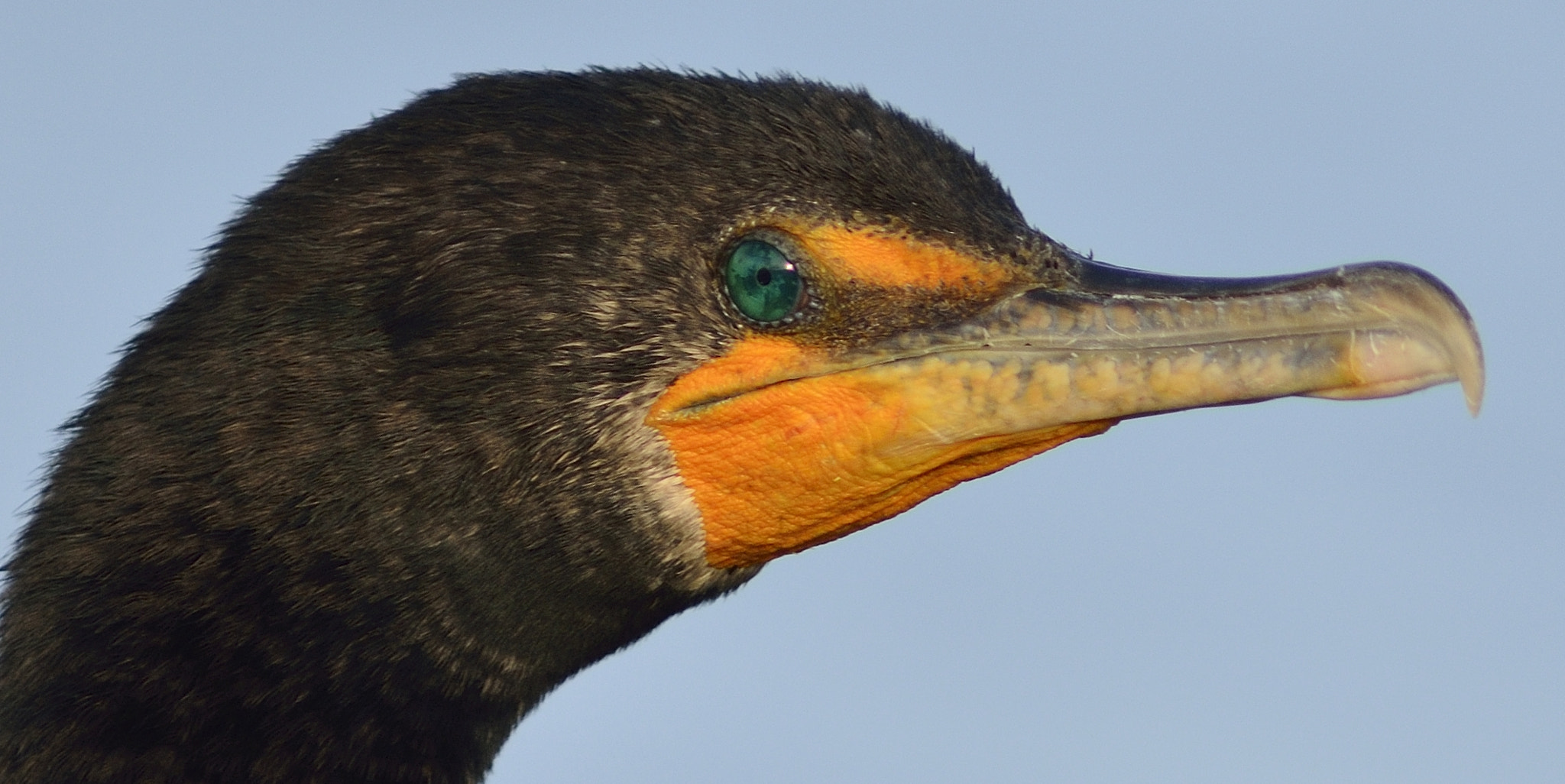 AF Nikkor 300mm f/4 IF-ED sample photo. Double-crested cormorant photography