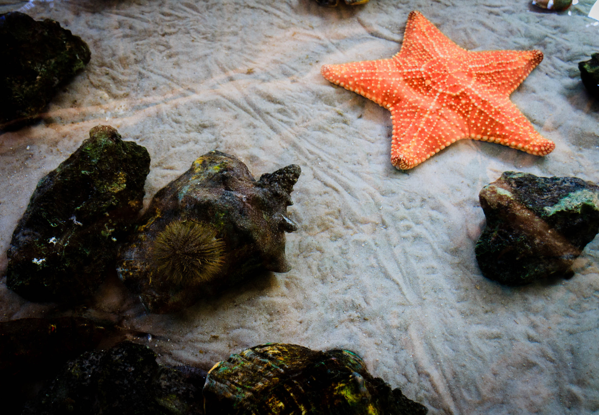 Sigma 18-250mm F3.5-6.3 DC OS HSM sample photo. Under the sea  photography