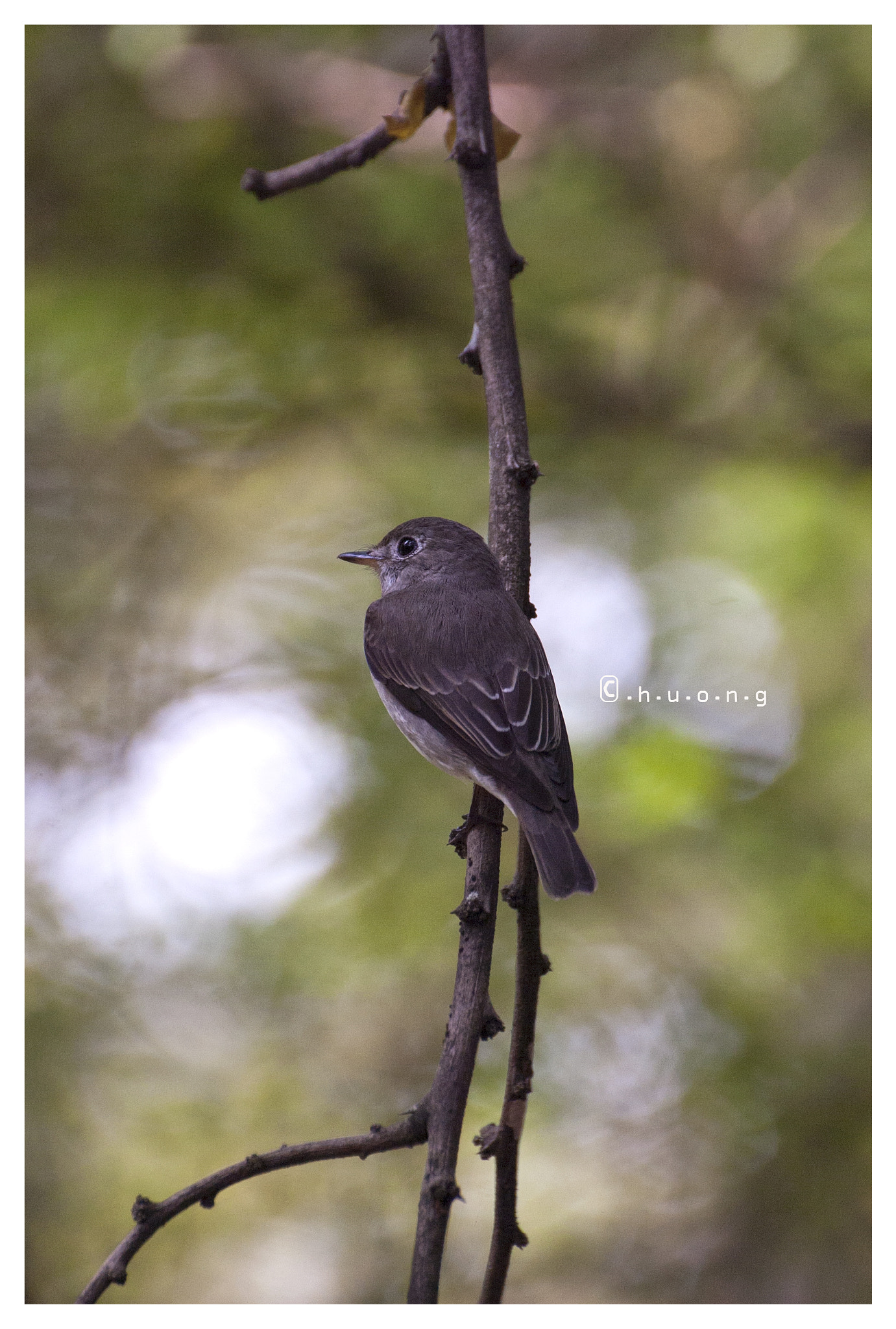 Nikon D2Hs + Tamron SP 70-300mm F4-5.6 Di VC USD sample photo. Asian brown flycatcher photography