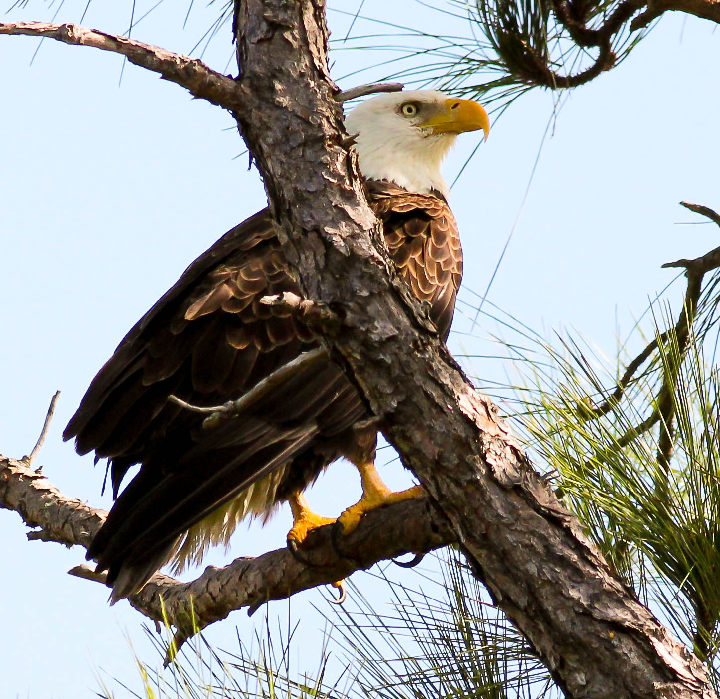 Canon EOS 600D (Rebel EOS T3i / EOS Kiss X5) + Canon EF 400mm F5.6L USM sample photo. Honeymoon island eagle photography