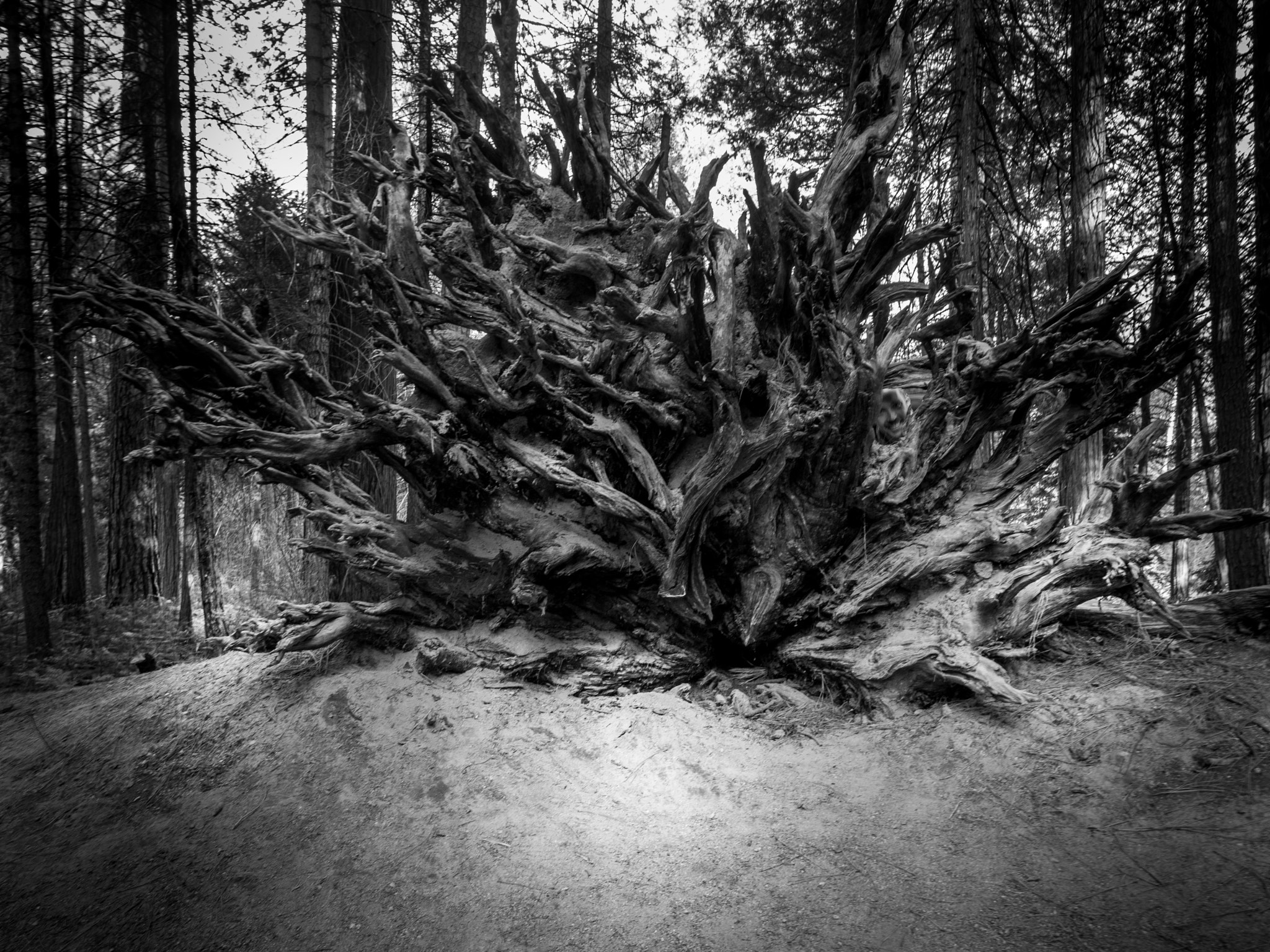 Olympus PEN E-PL7 + OLYMPUS M.12mm F2.0 sample photo. Fallen tree photography