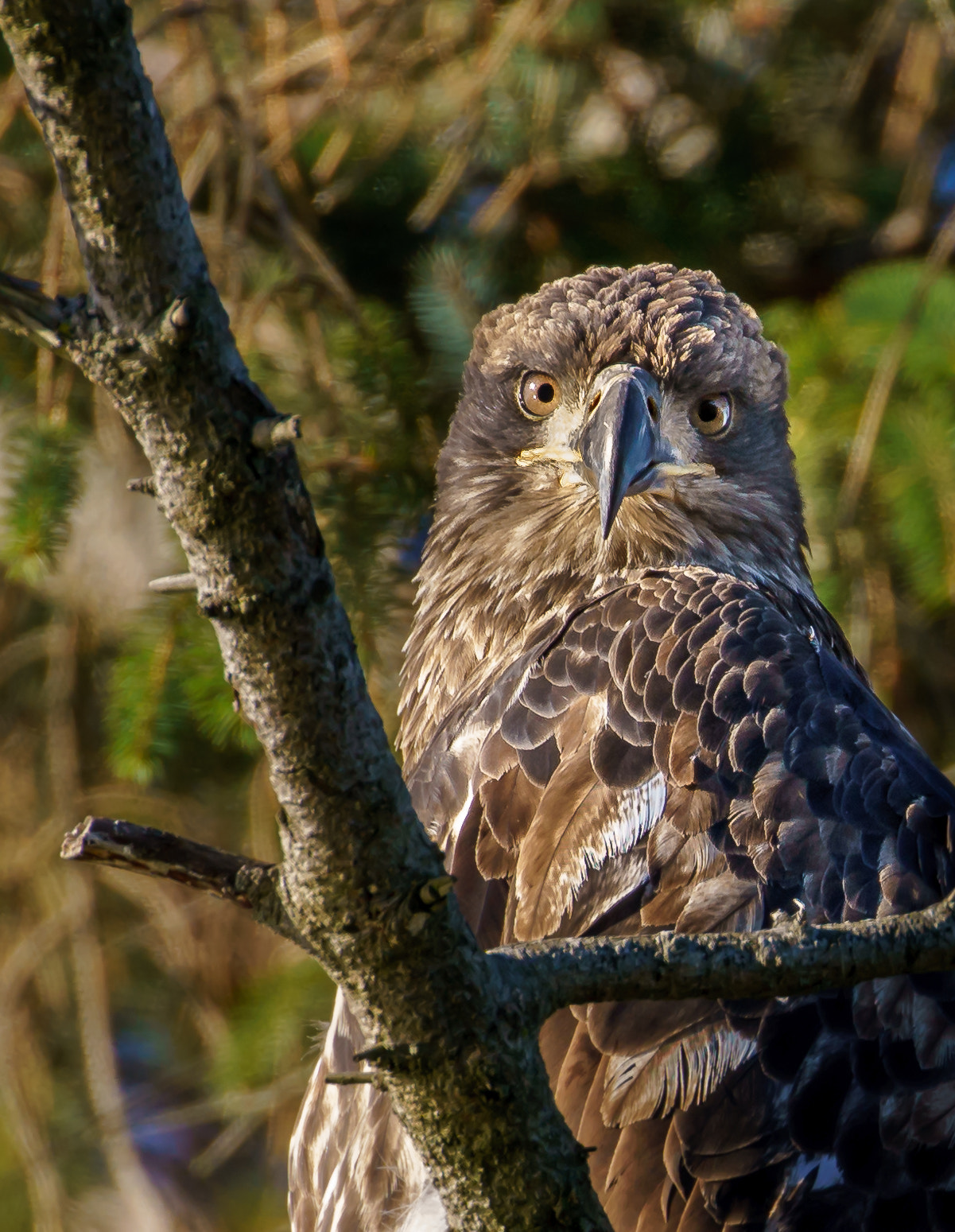 Canon EF 100-400mm F4.5-5.6L IS II USM sample photo. Young bald eagle photography