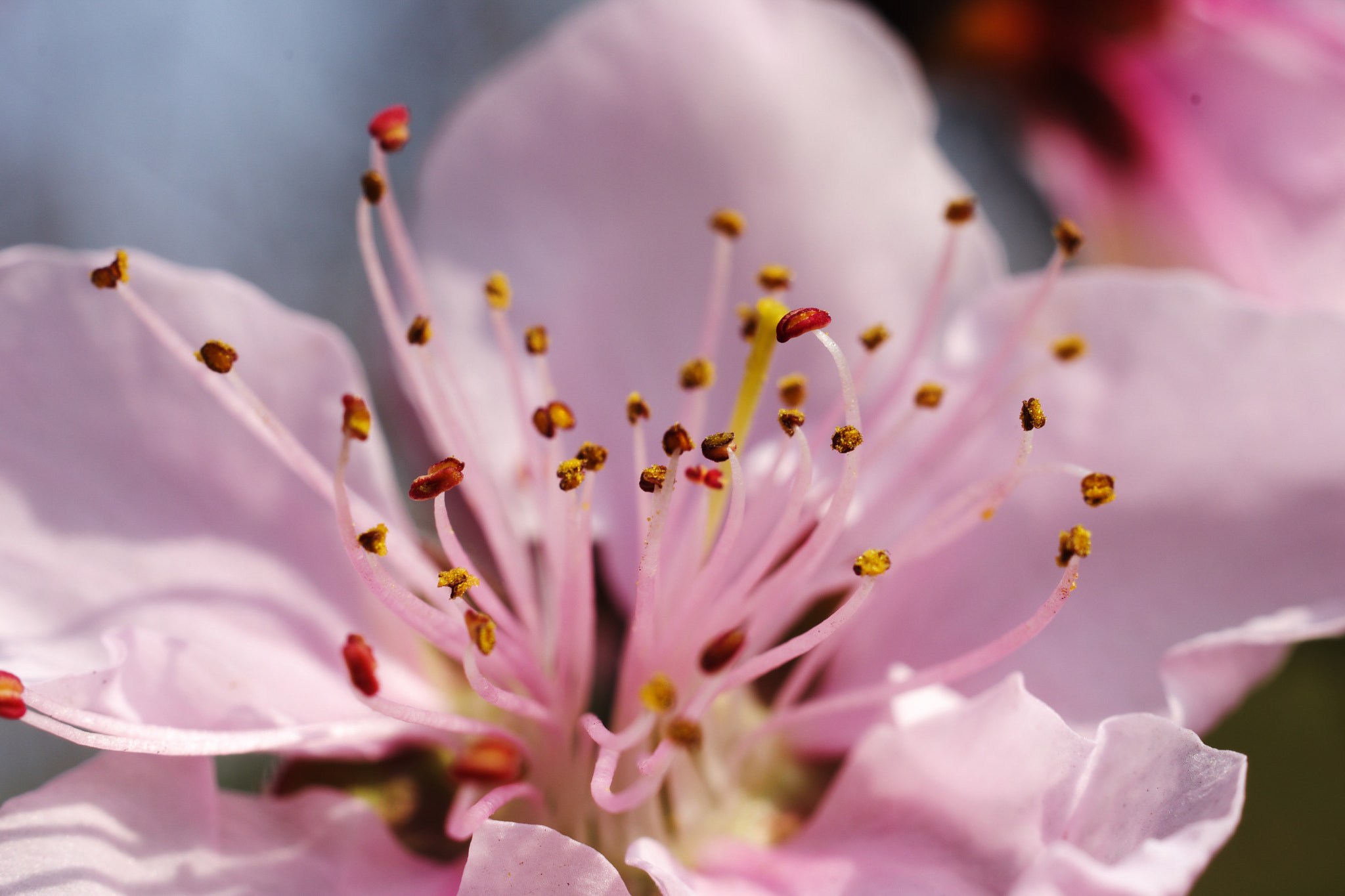 HD Pentax DA 35mm F2.8 Macro Limited sample photo. Astr3792.jpg photography